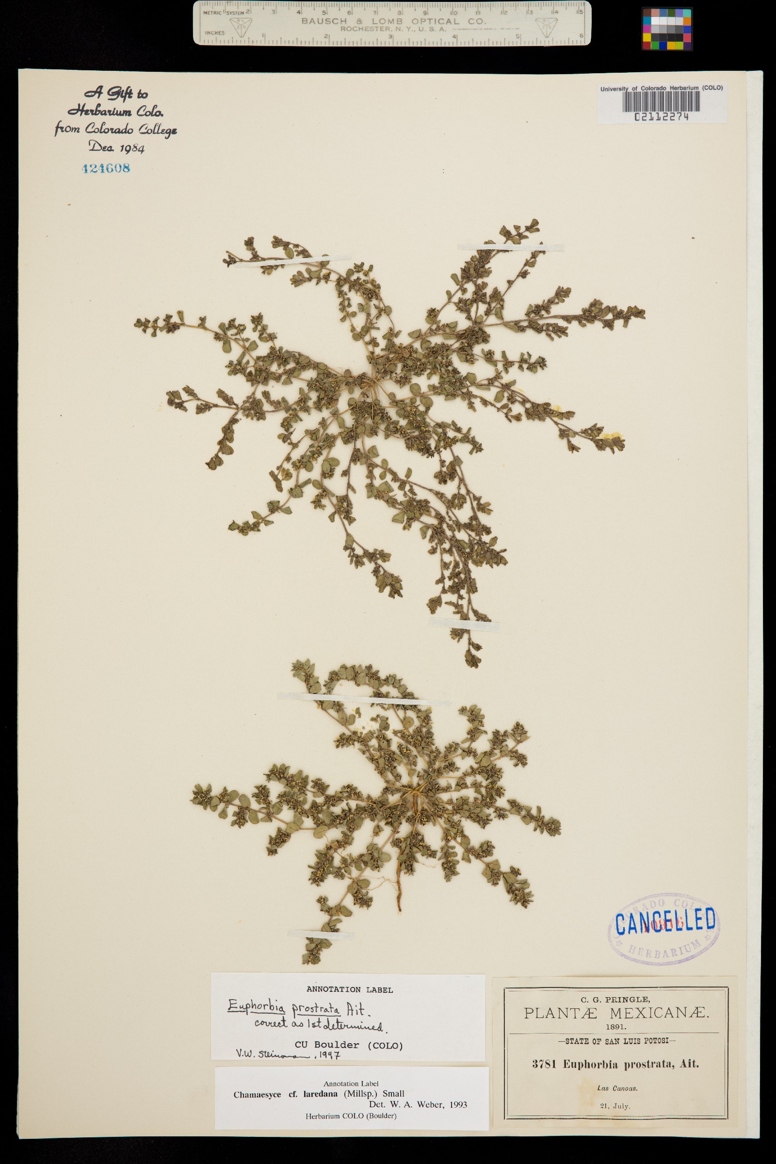 Euphorbia prostrata image