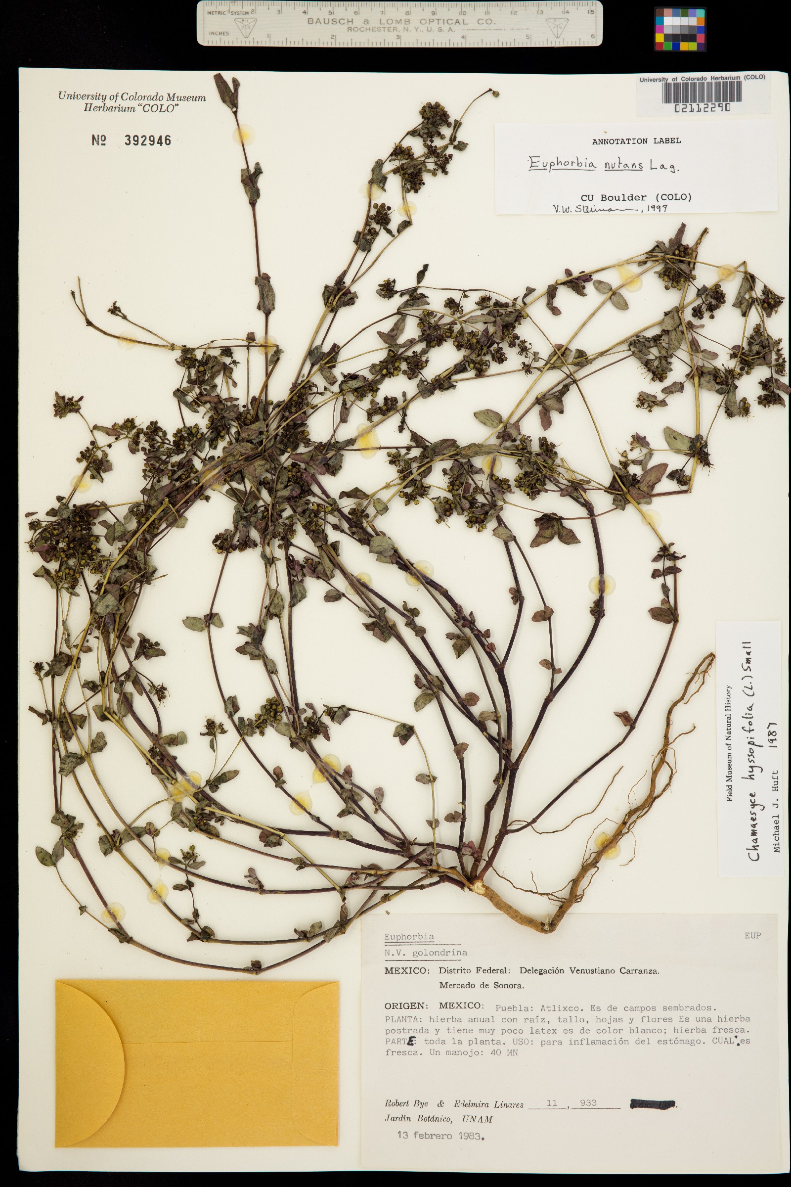 Euphorbia nutans image