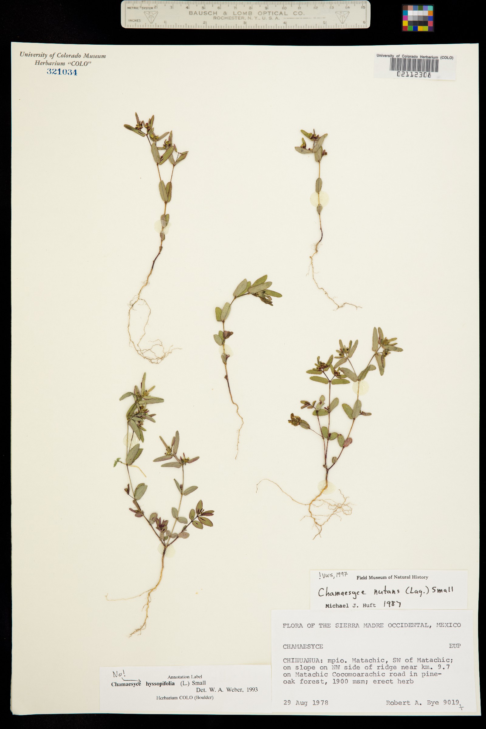 Euphorbia nutans image