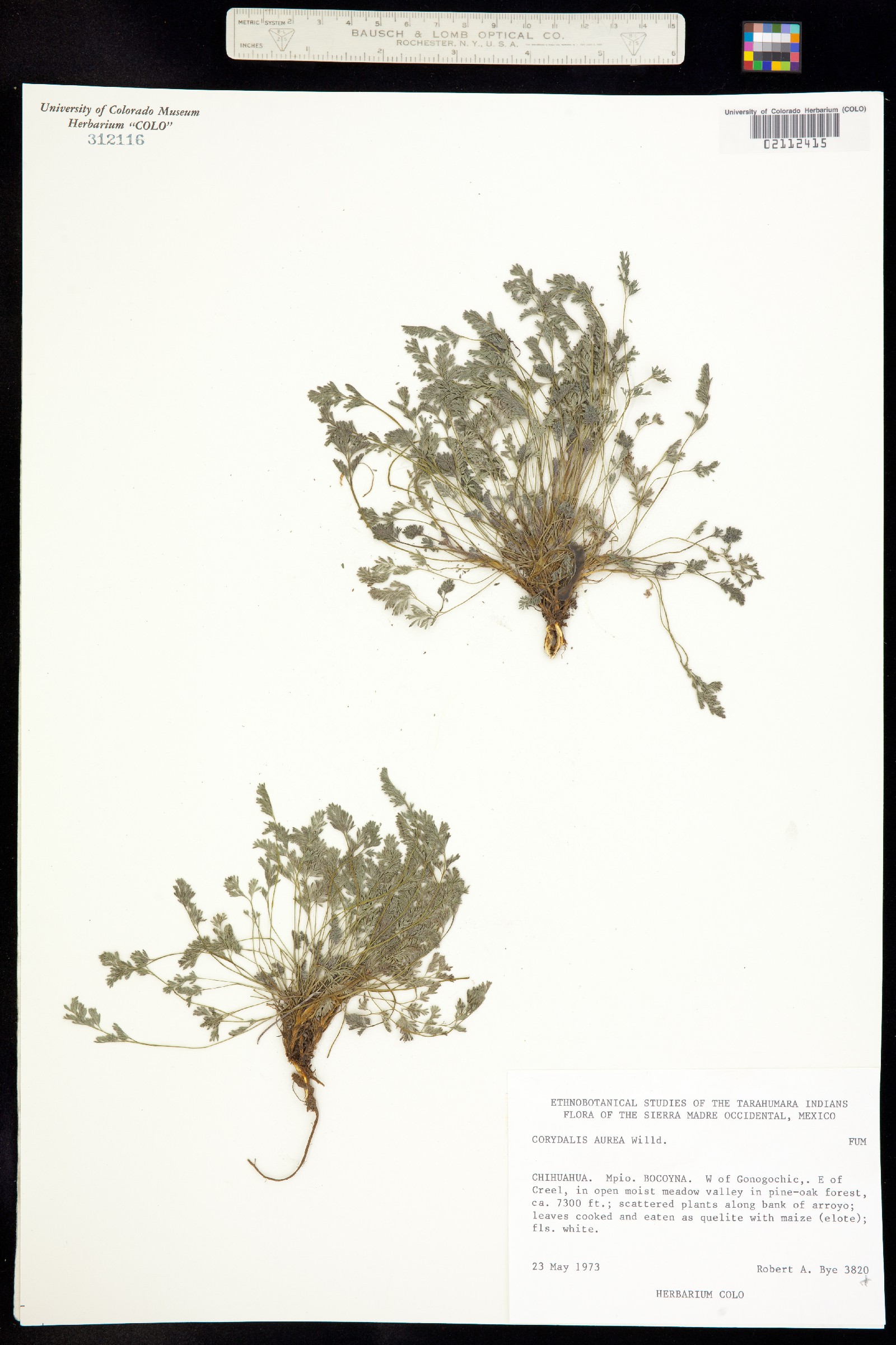 Corydalis image