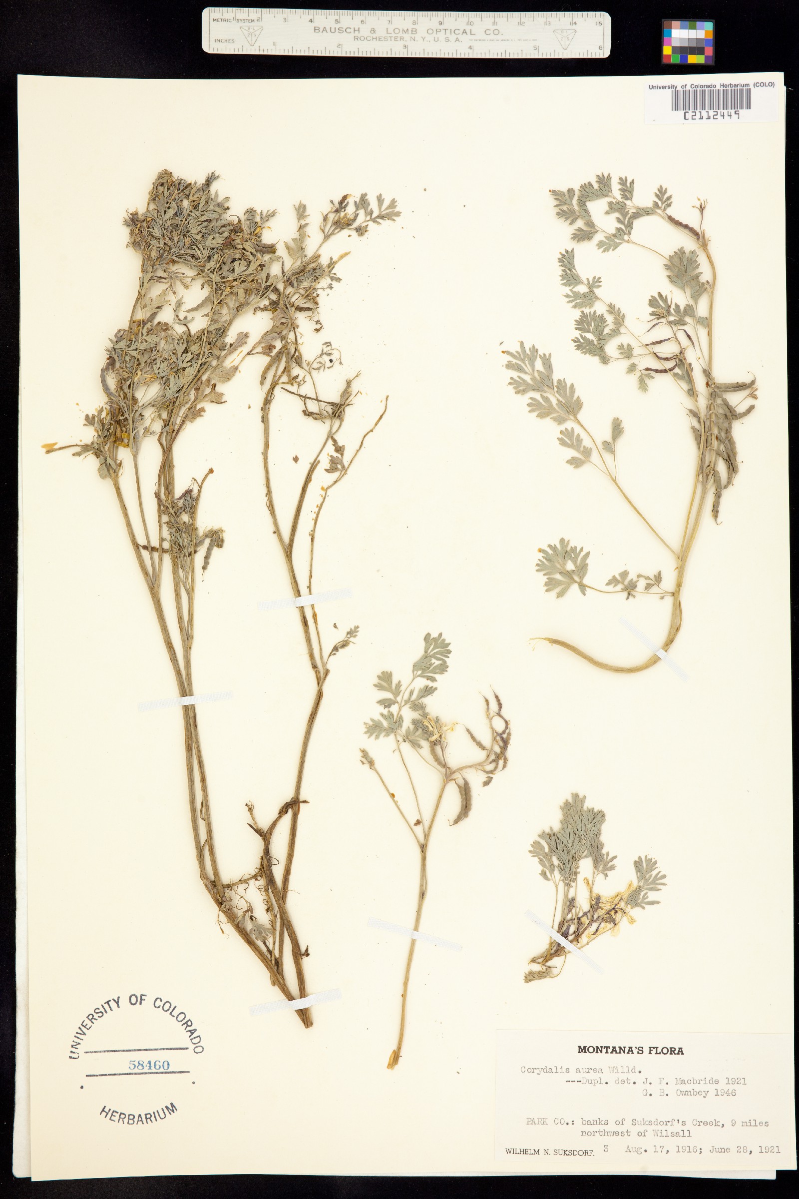 Corydalis image