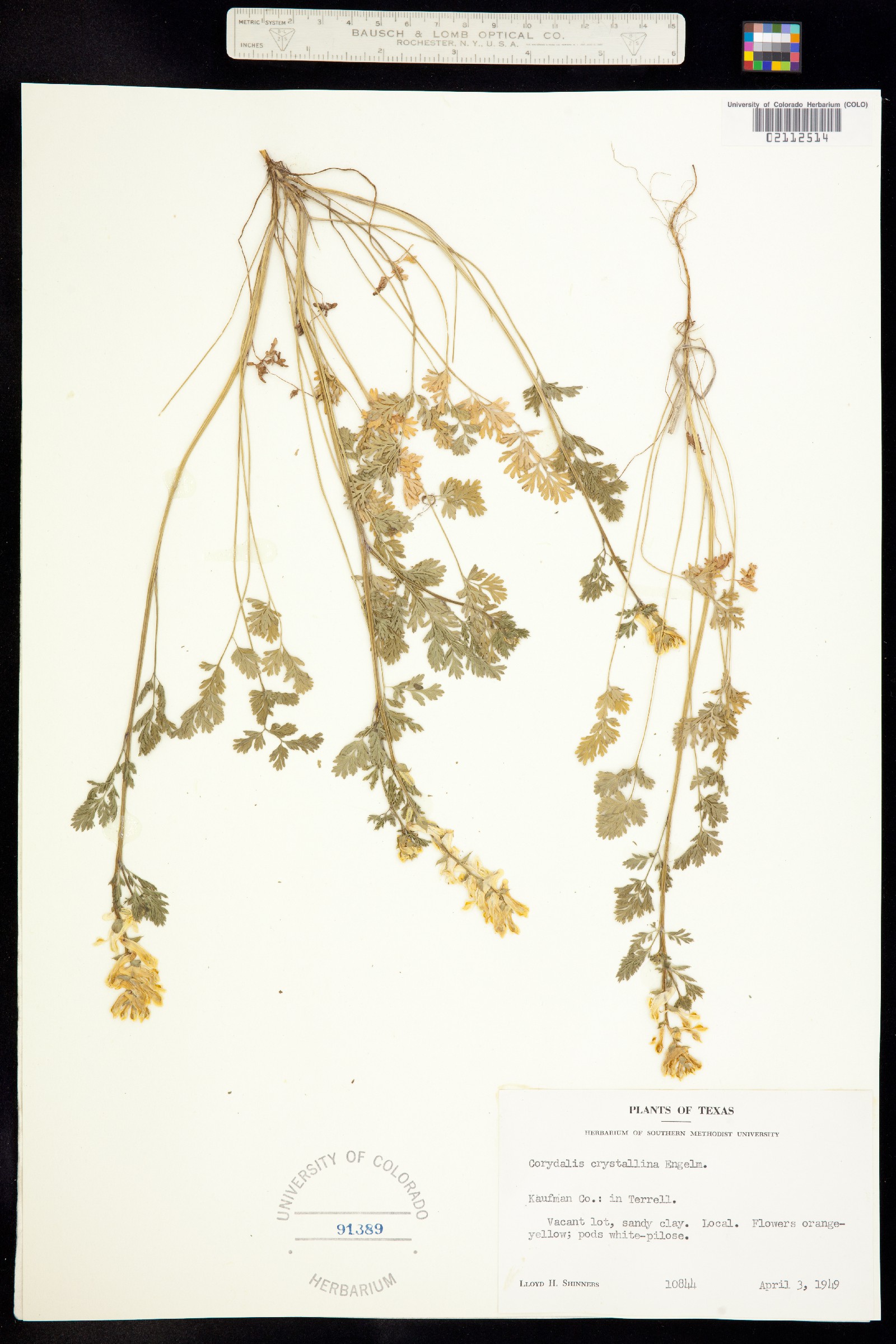 Corydalis crystallina image