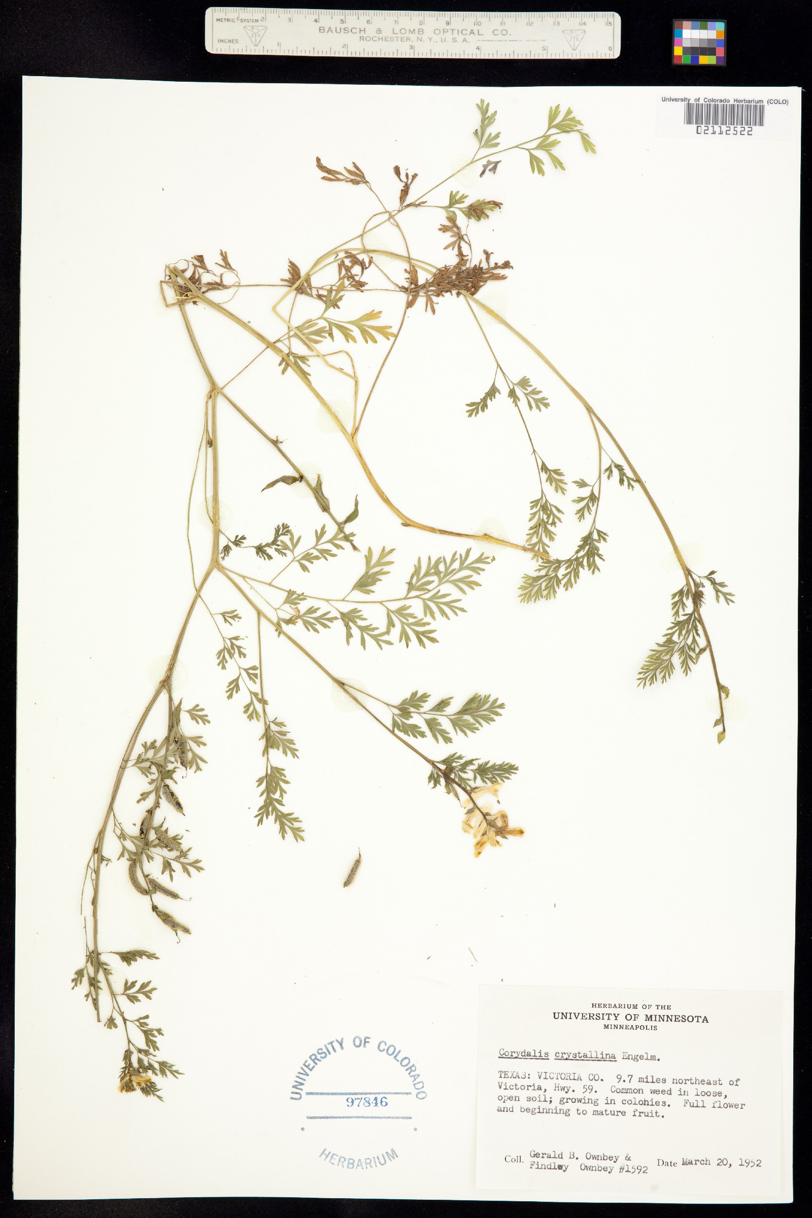 Corydalis crystallina image