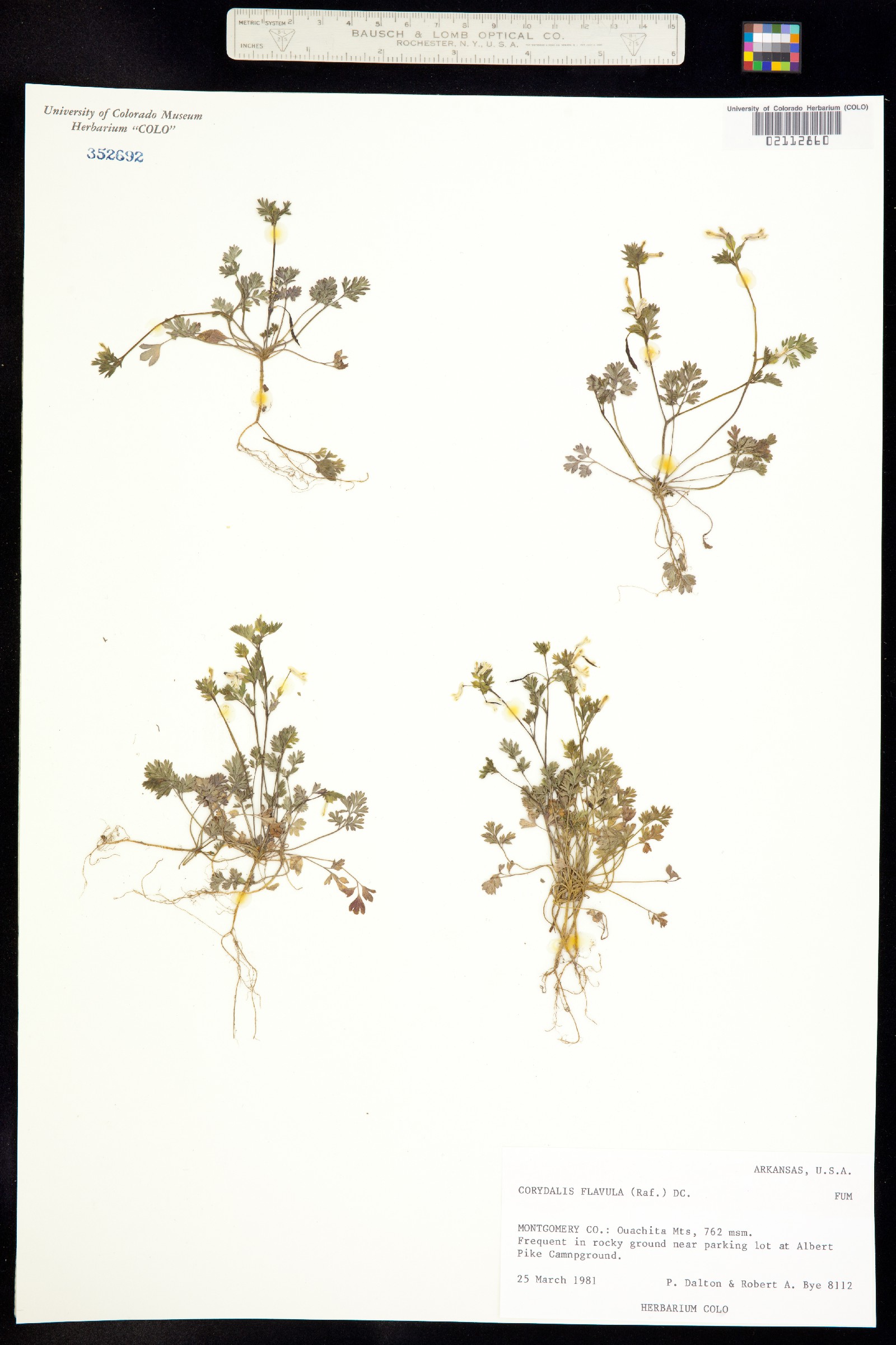 Corydalis flavula image