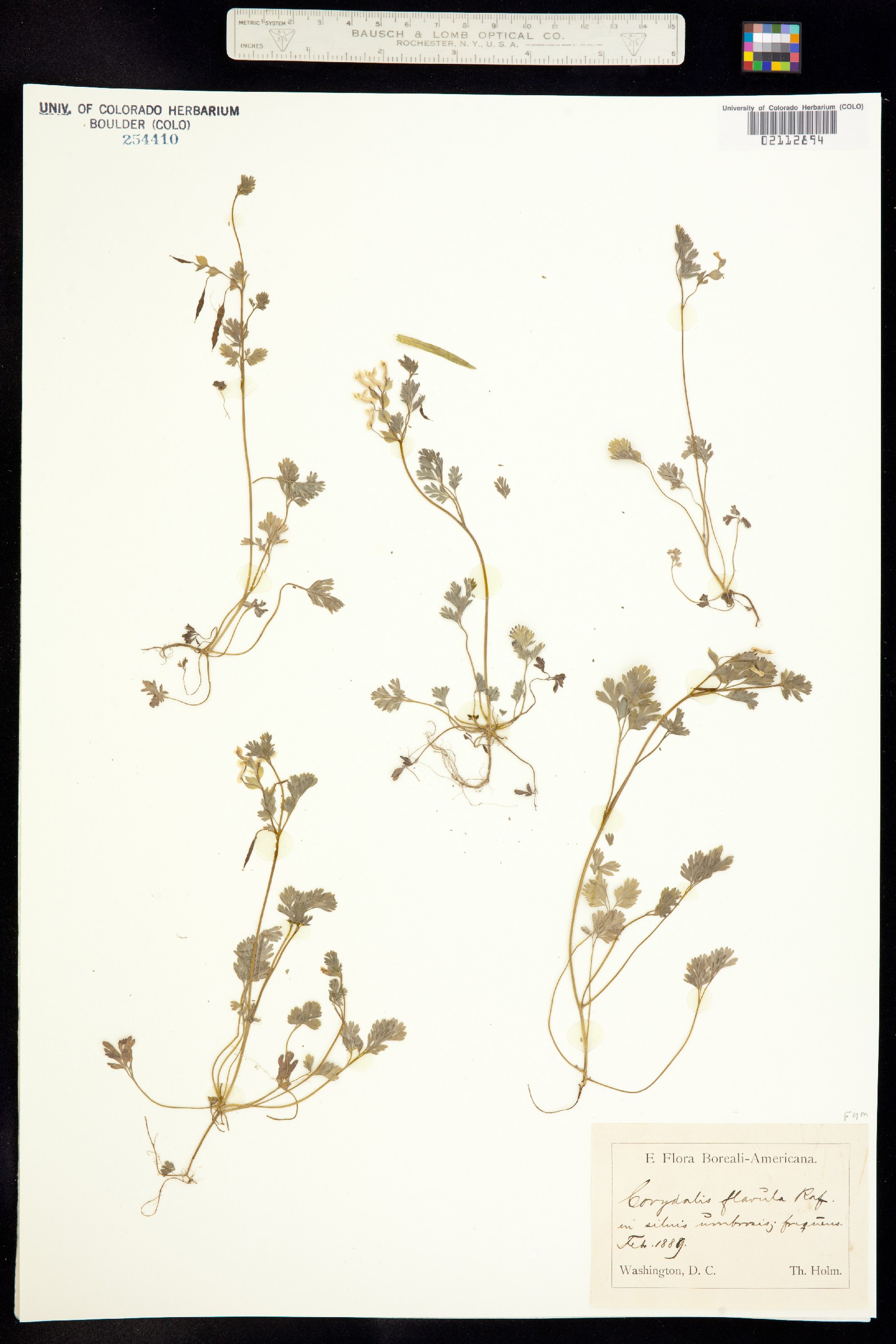 Corydalis flavula image