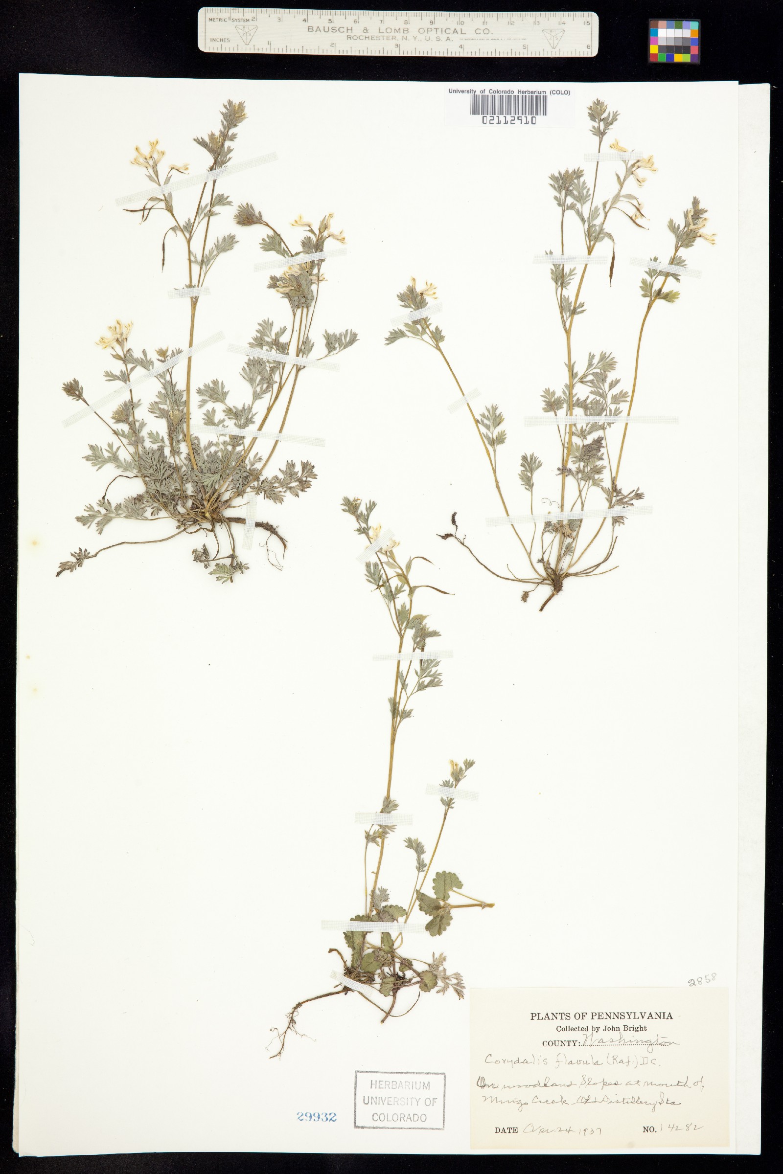 Corydalis flavula image