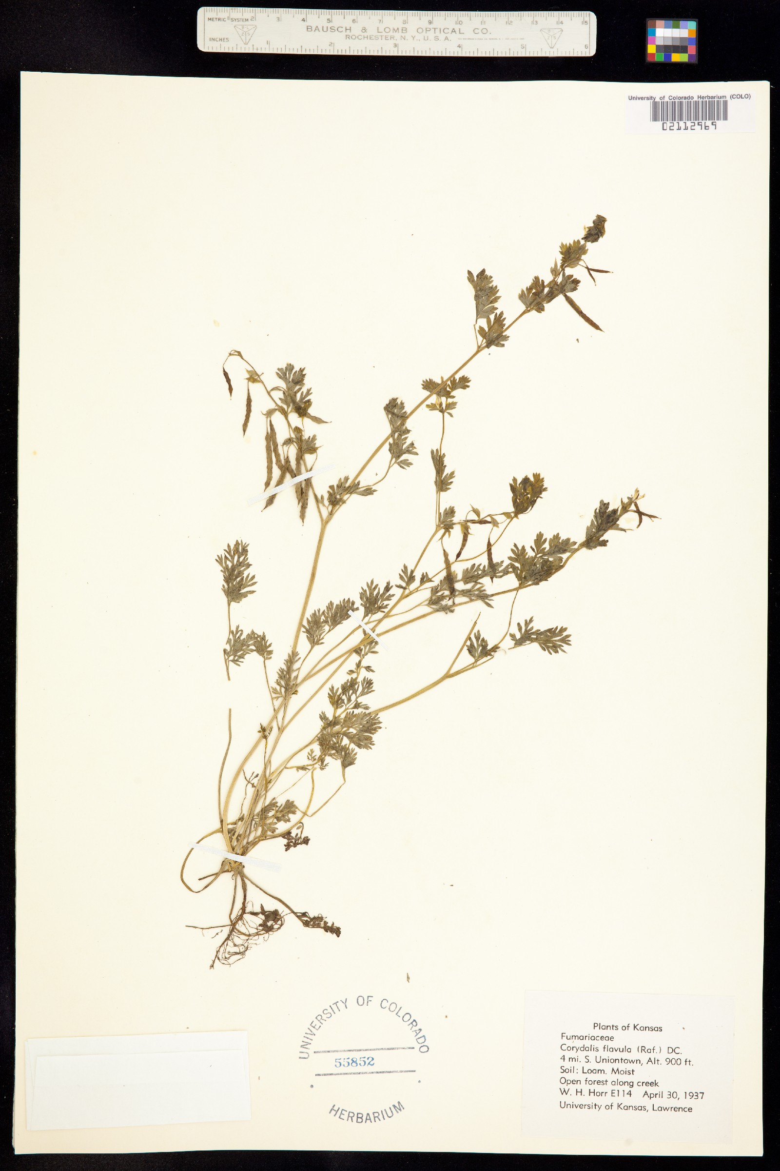 Corydalis flavula image