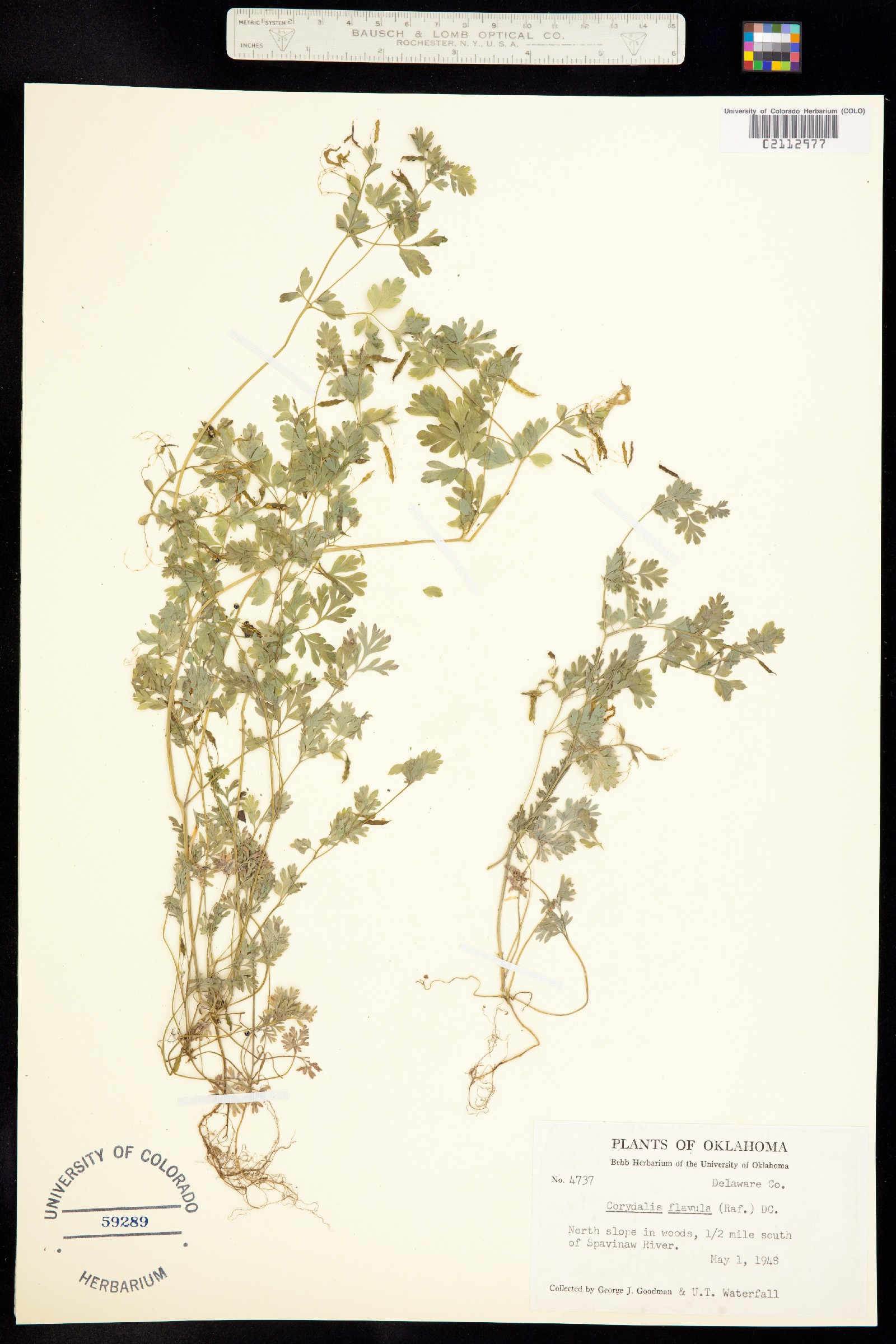 Corydalis flavula image