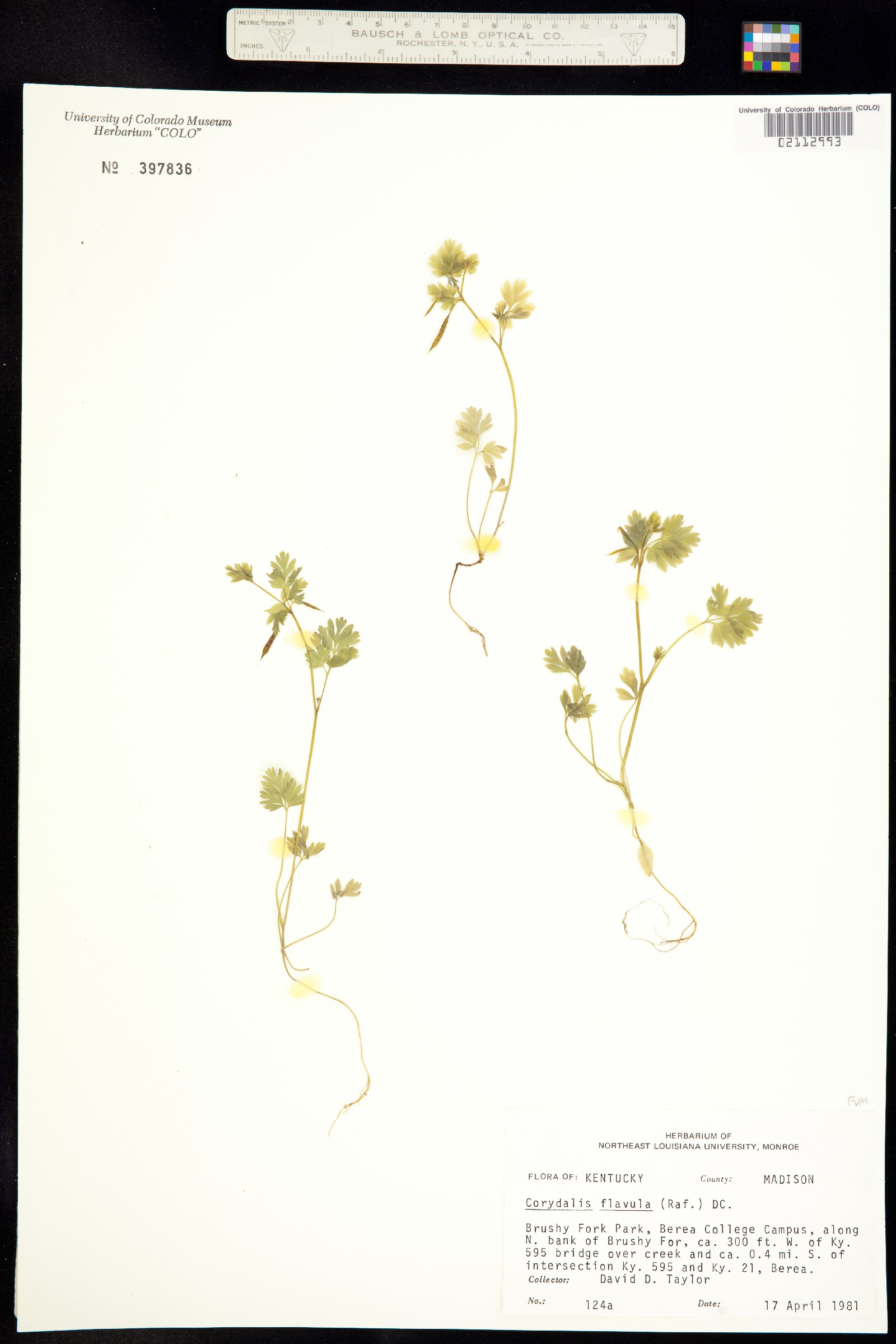 Corydalis flavula image