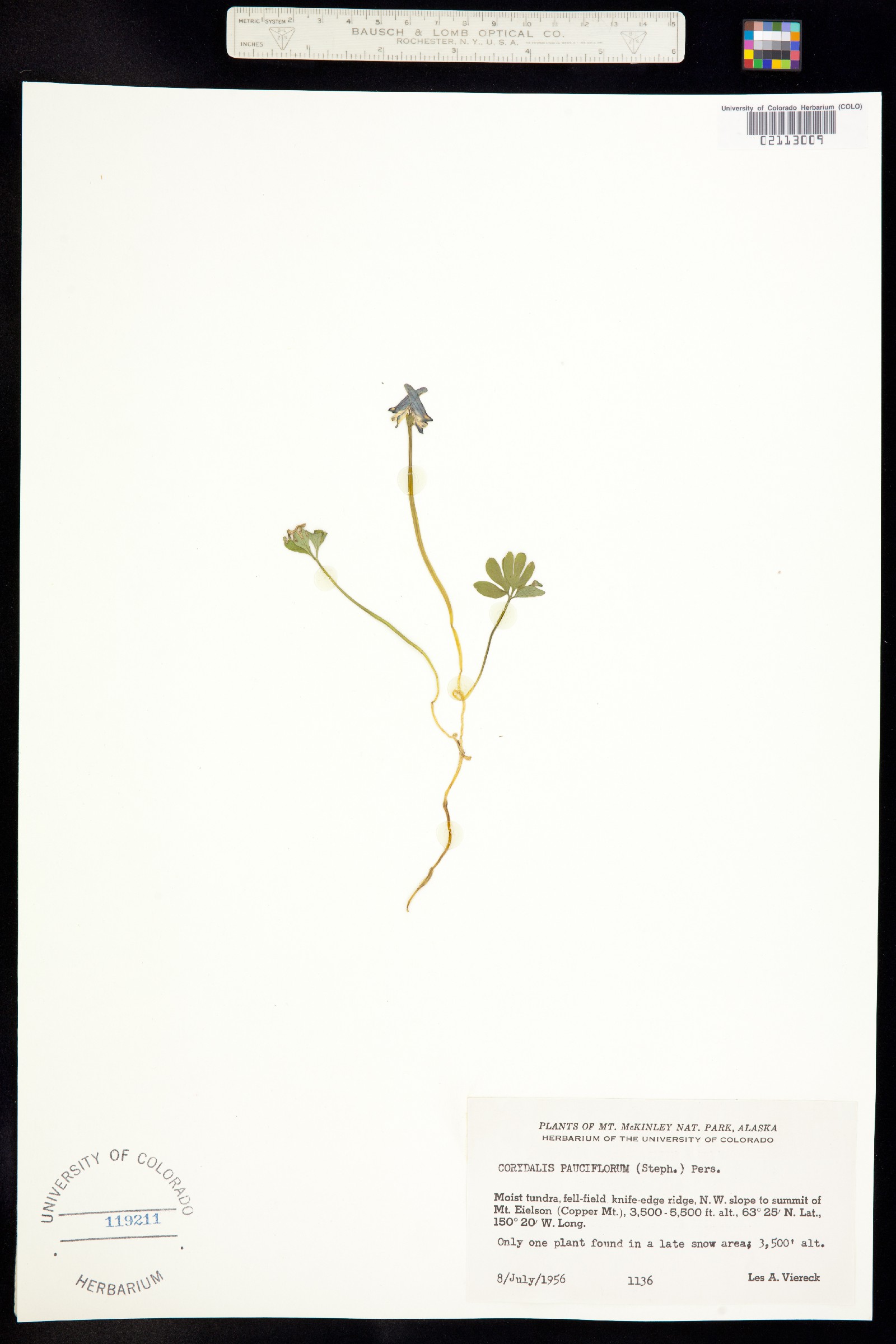 Corydalis pauciflora image