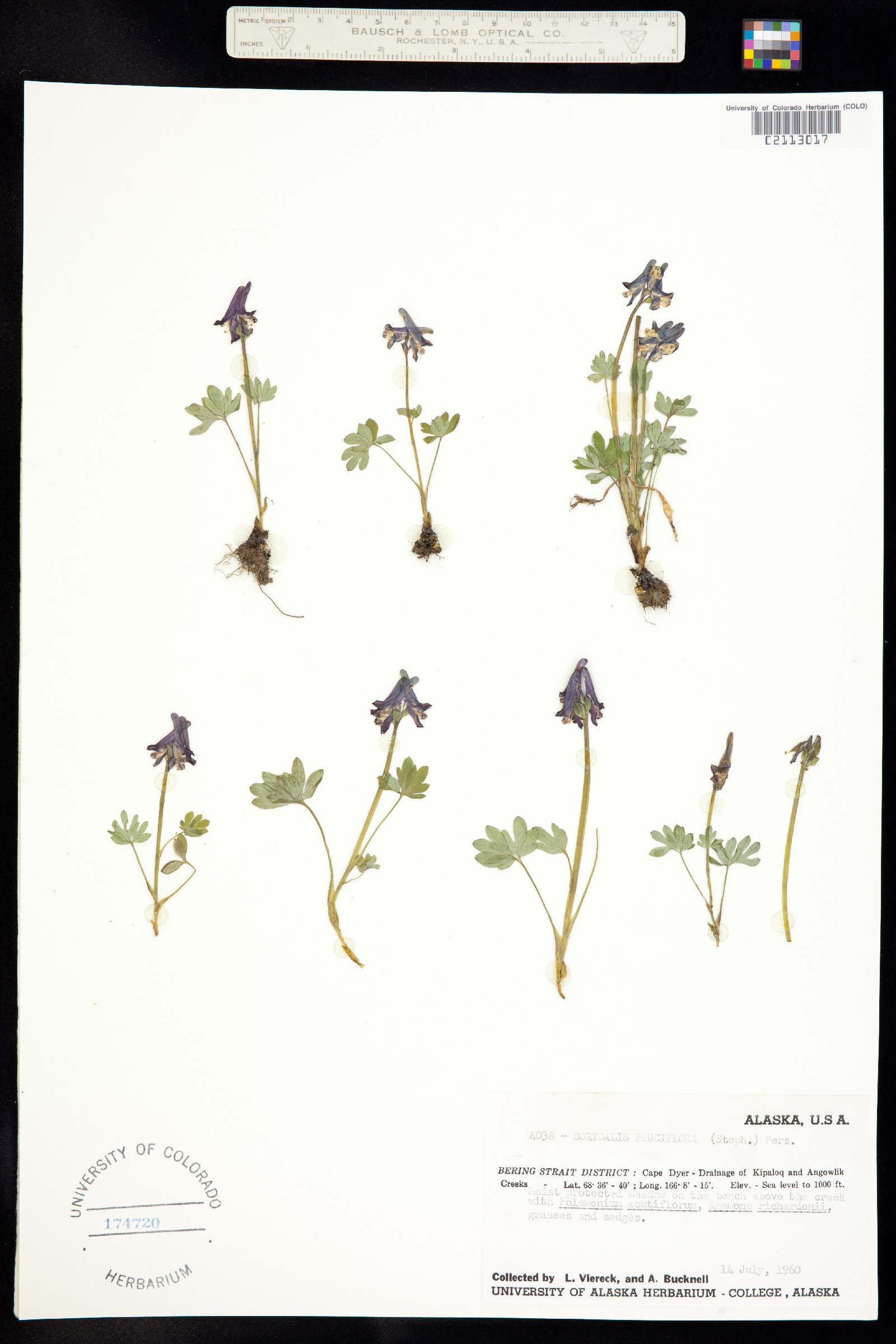 Corydalis pauciflora image