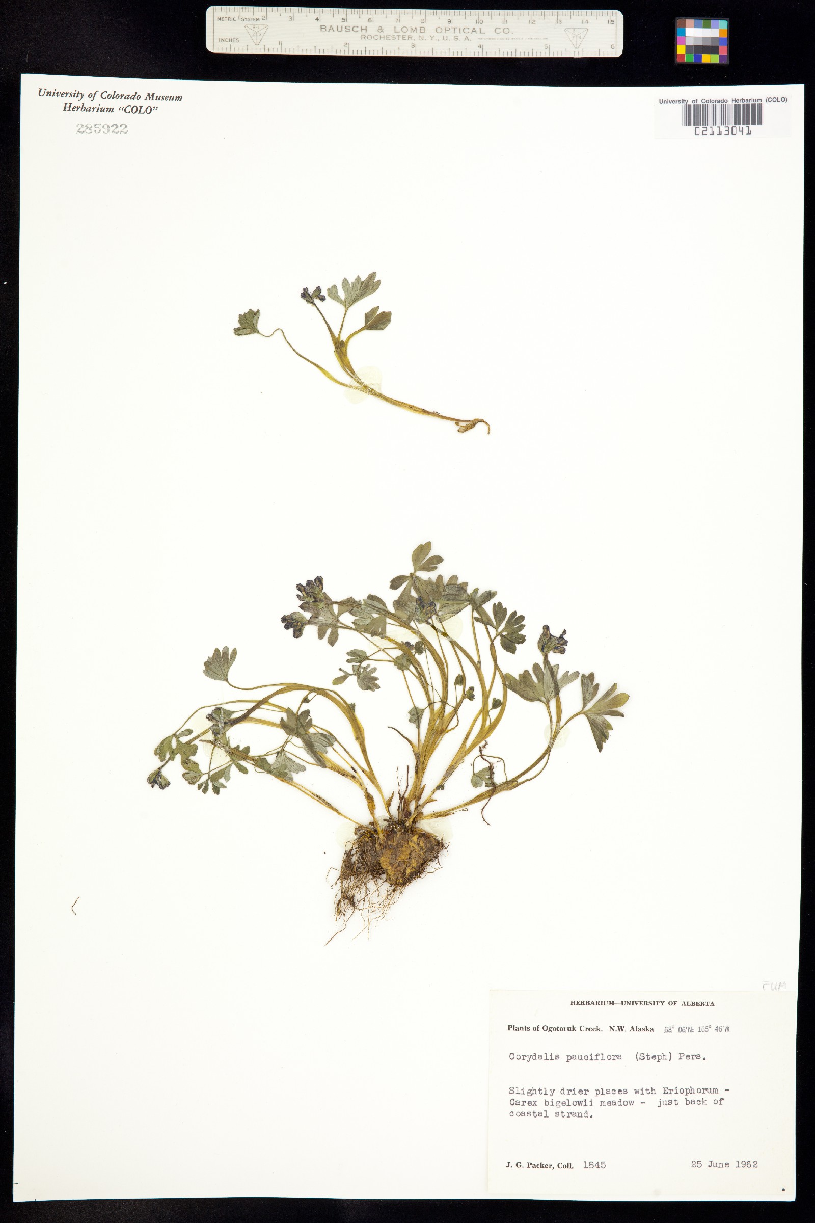 Corydalis pauciflora image