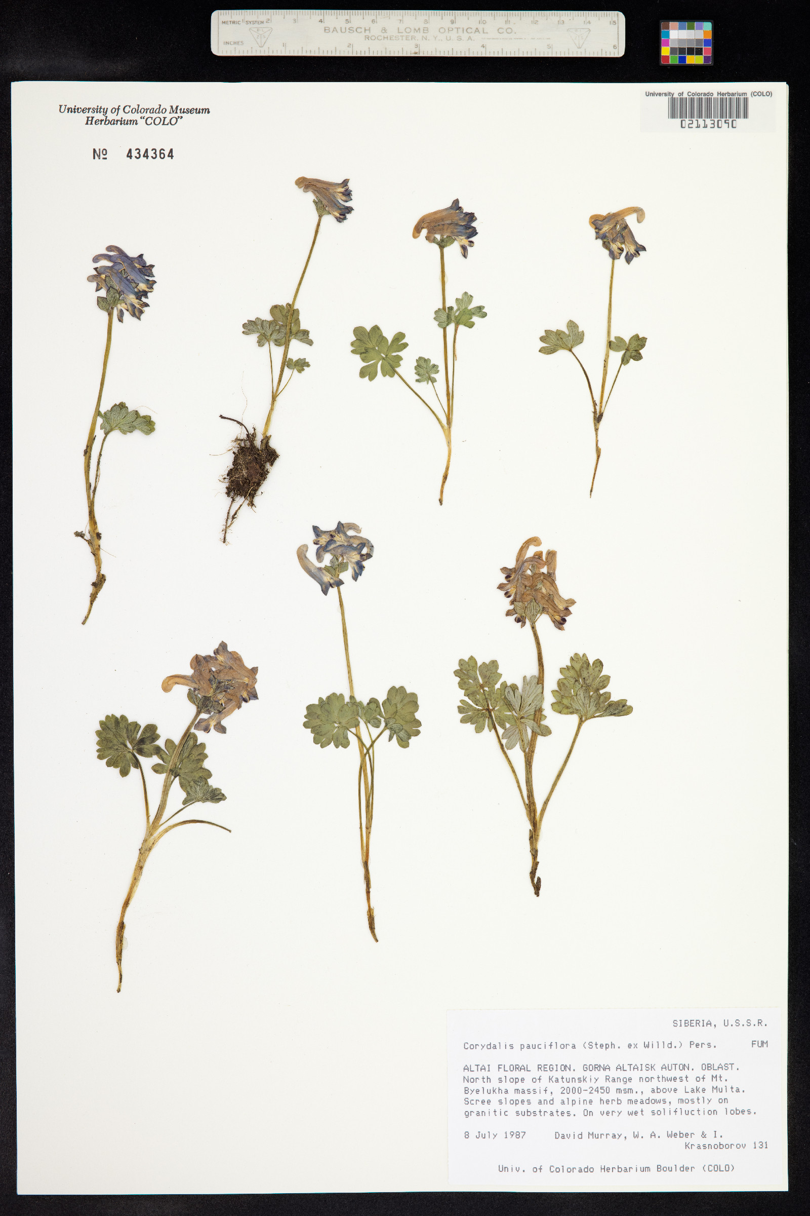 Corydalis pauciflora image