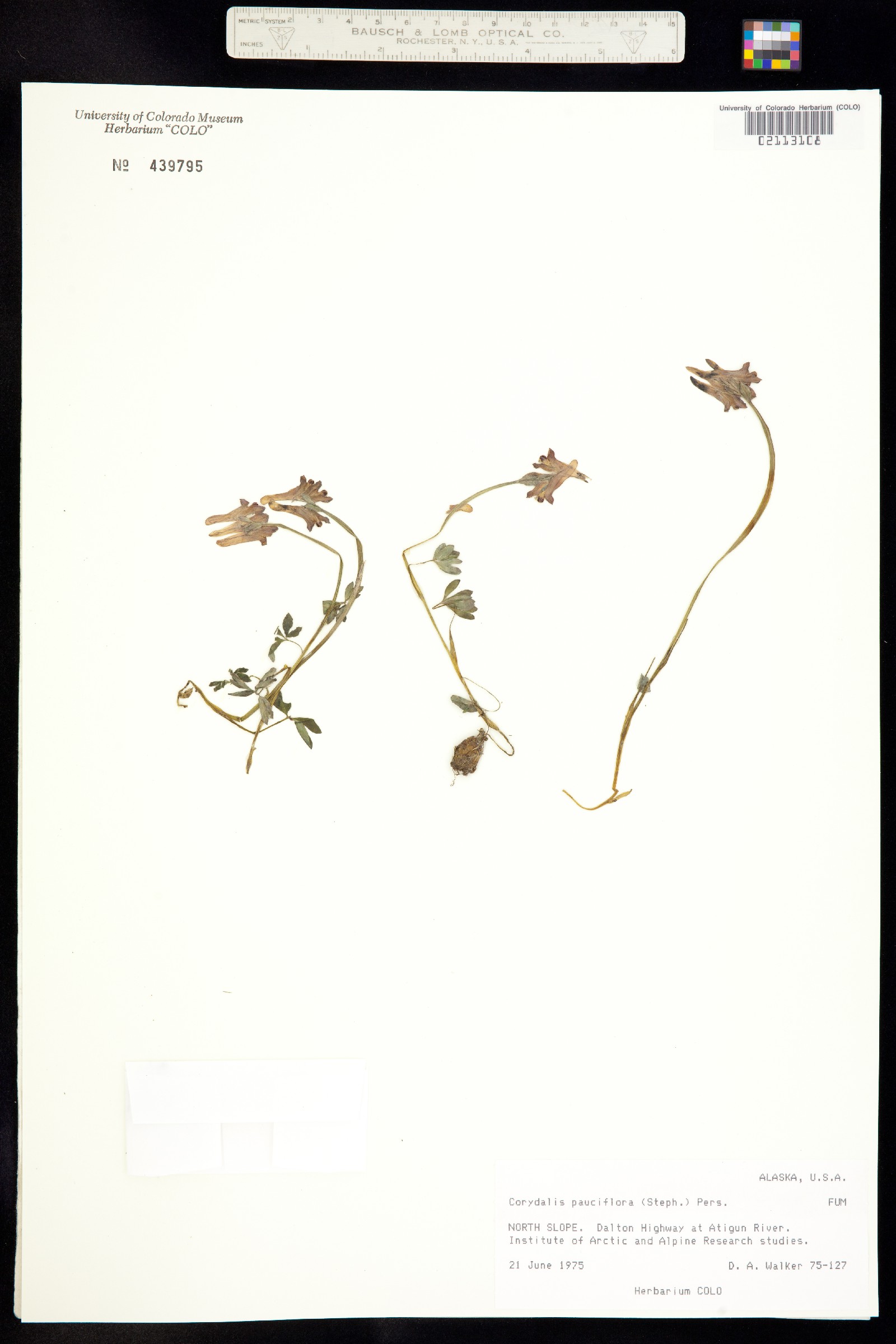 Corydalis pauciflora image