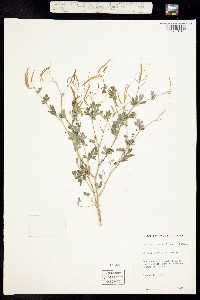 Image of Corydalis sempervirens