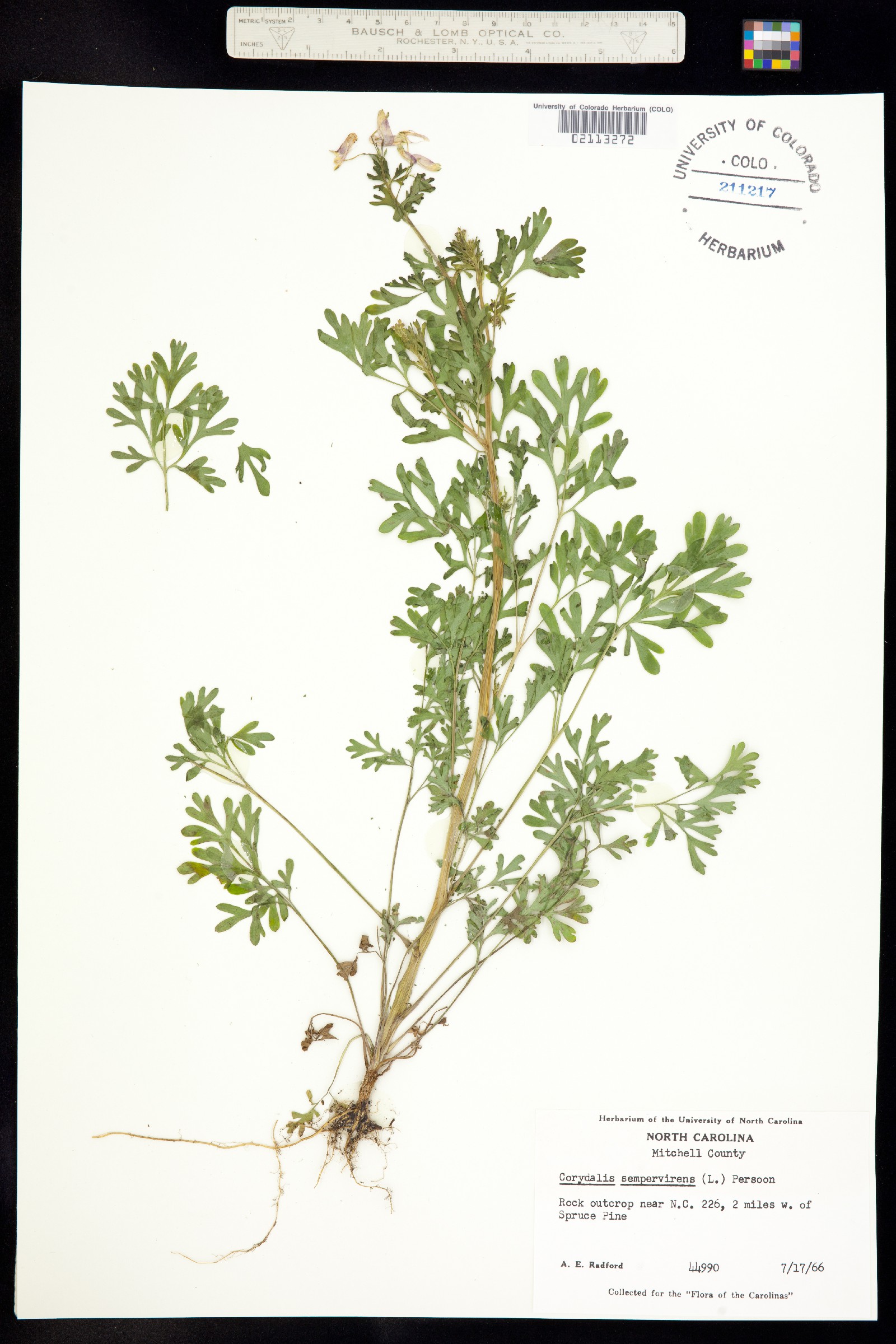 Corydalis sempervirens image