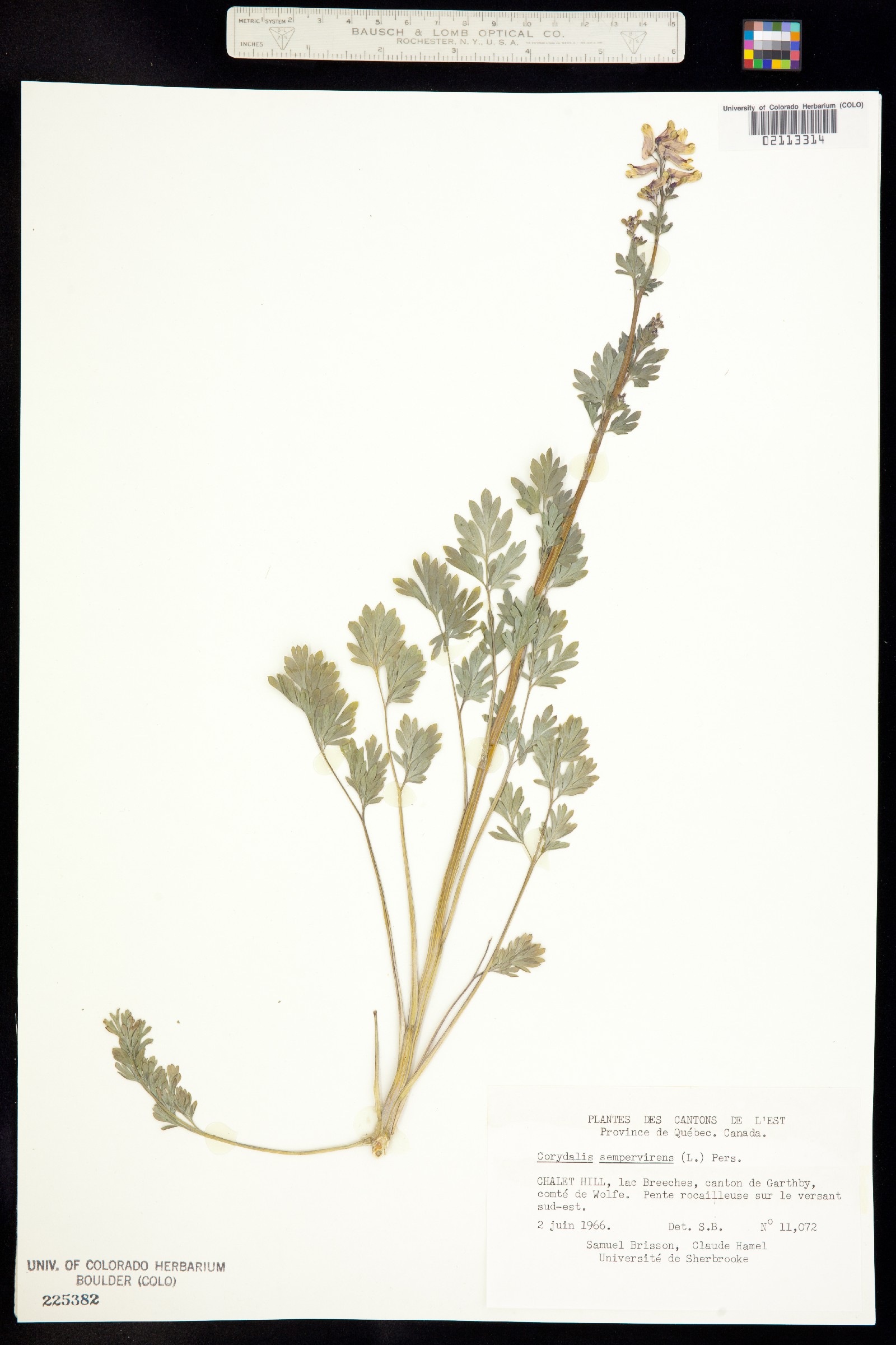 Corydalis sempervirens image