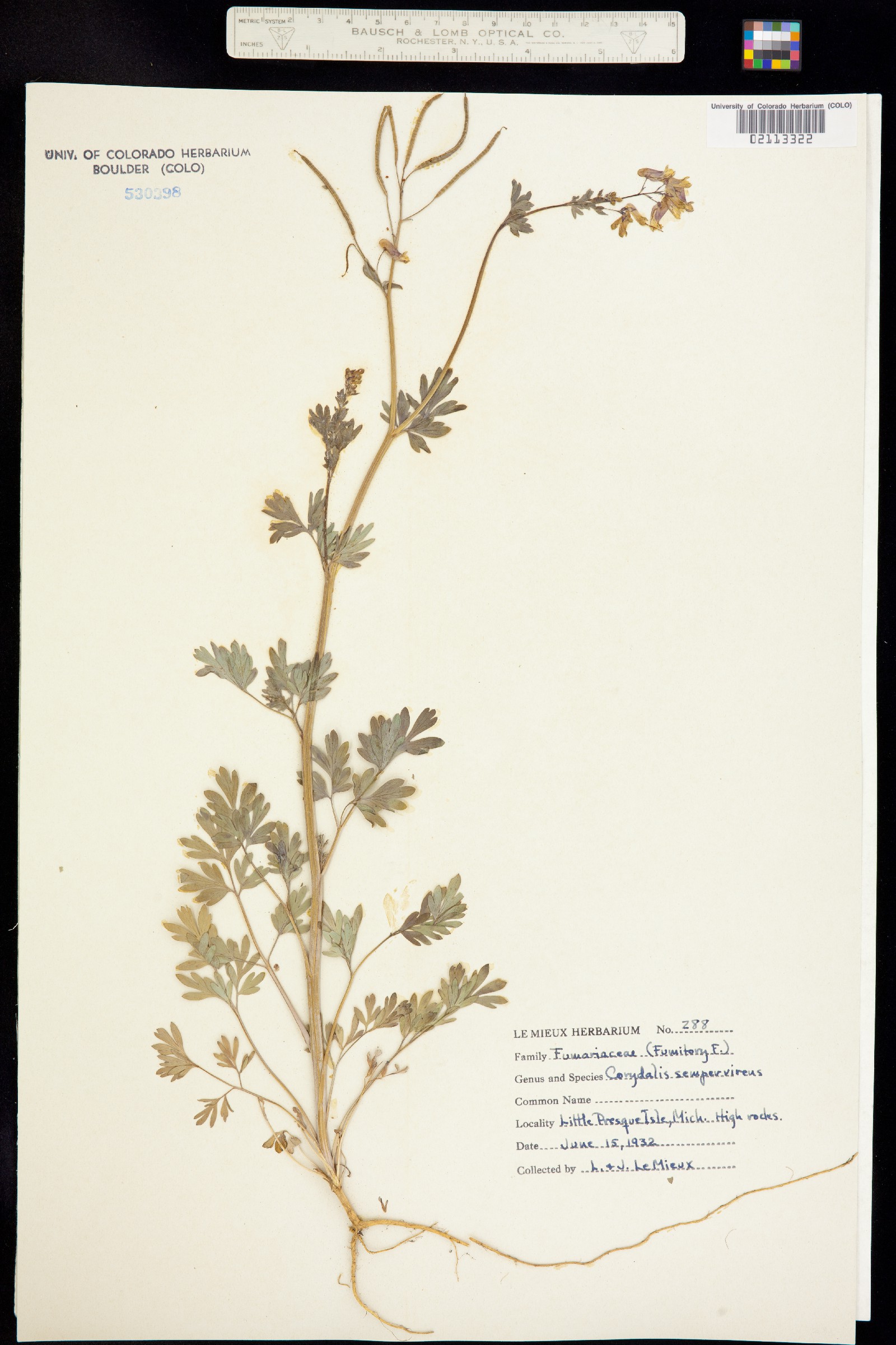 Corydalis image