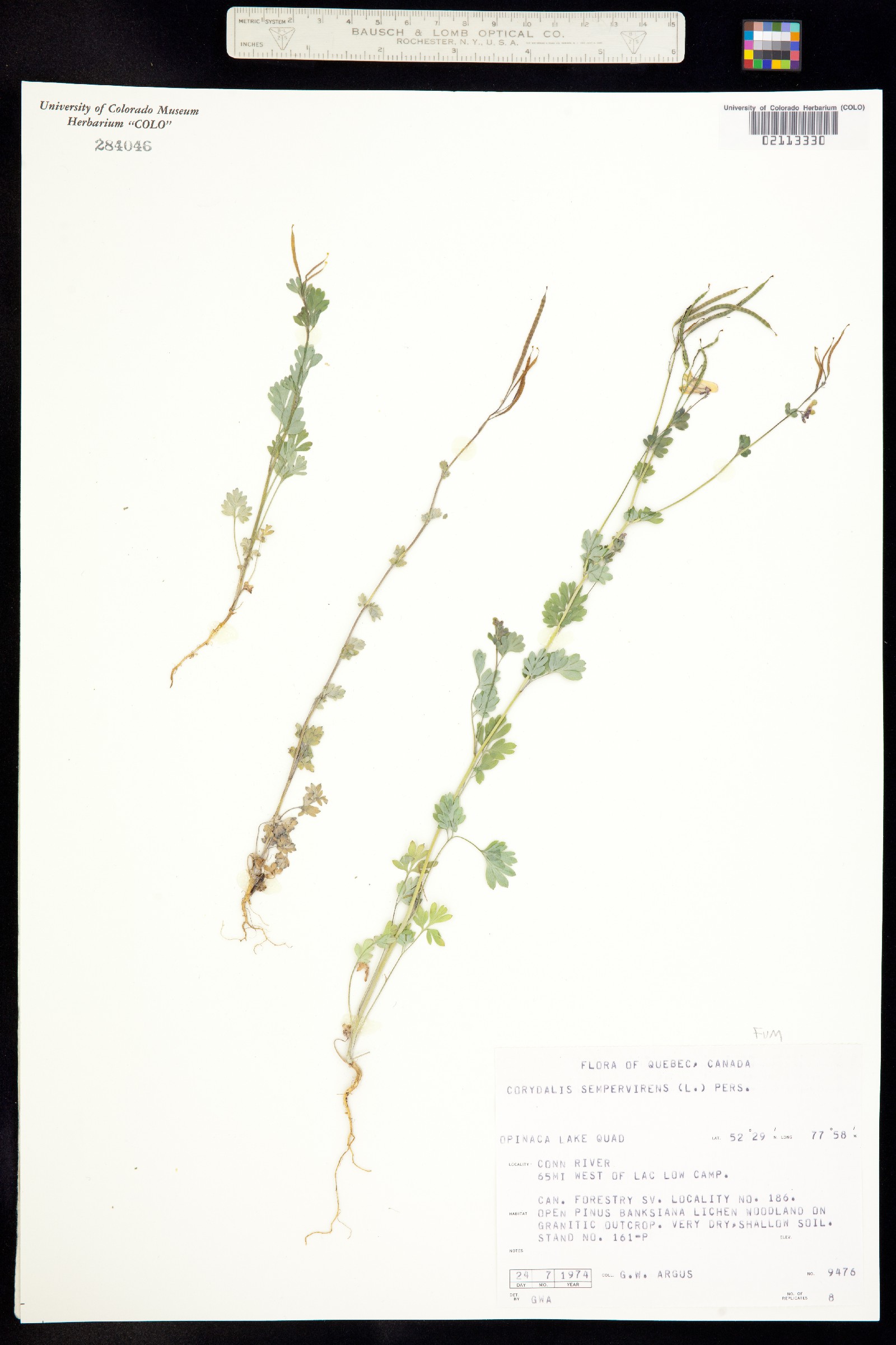 Corydalis sempervirens image