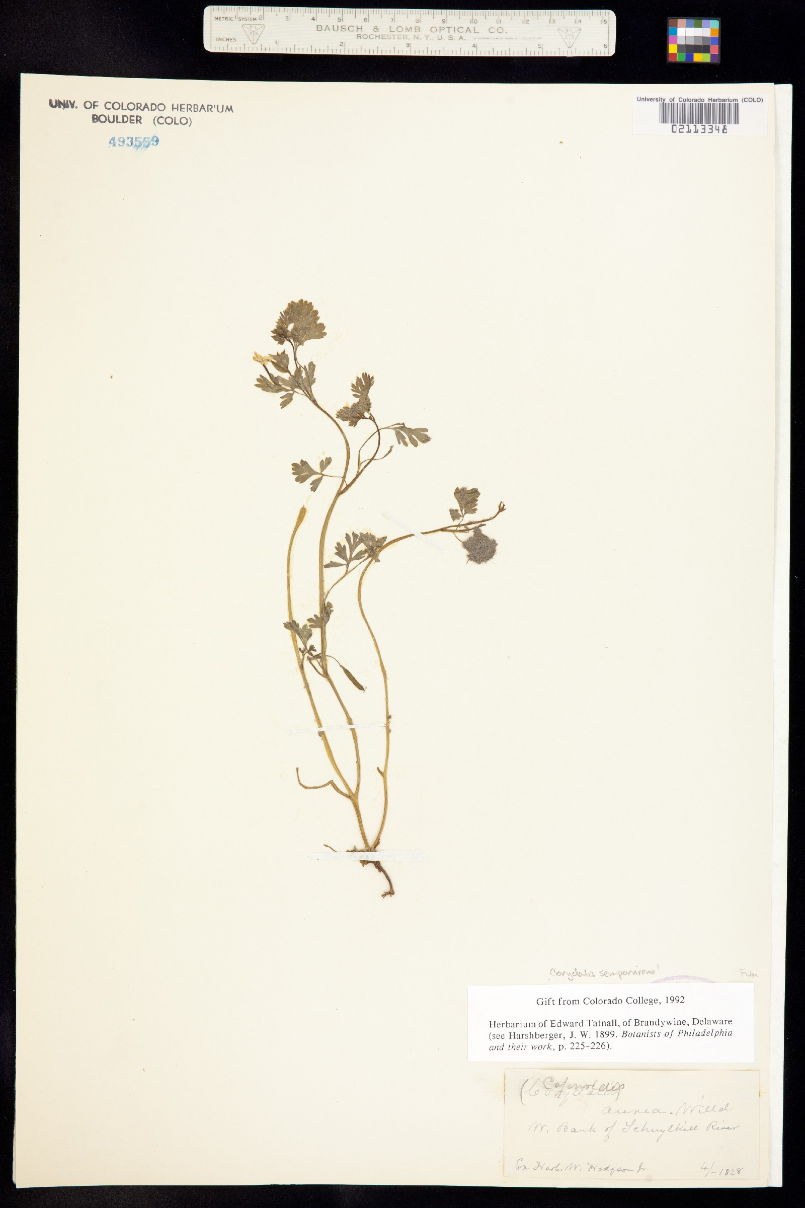 Corydalis sempervirens image