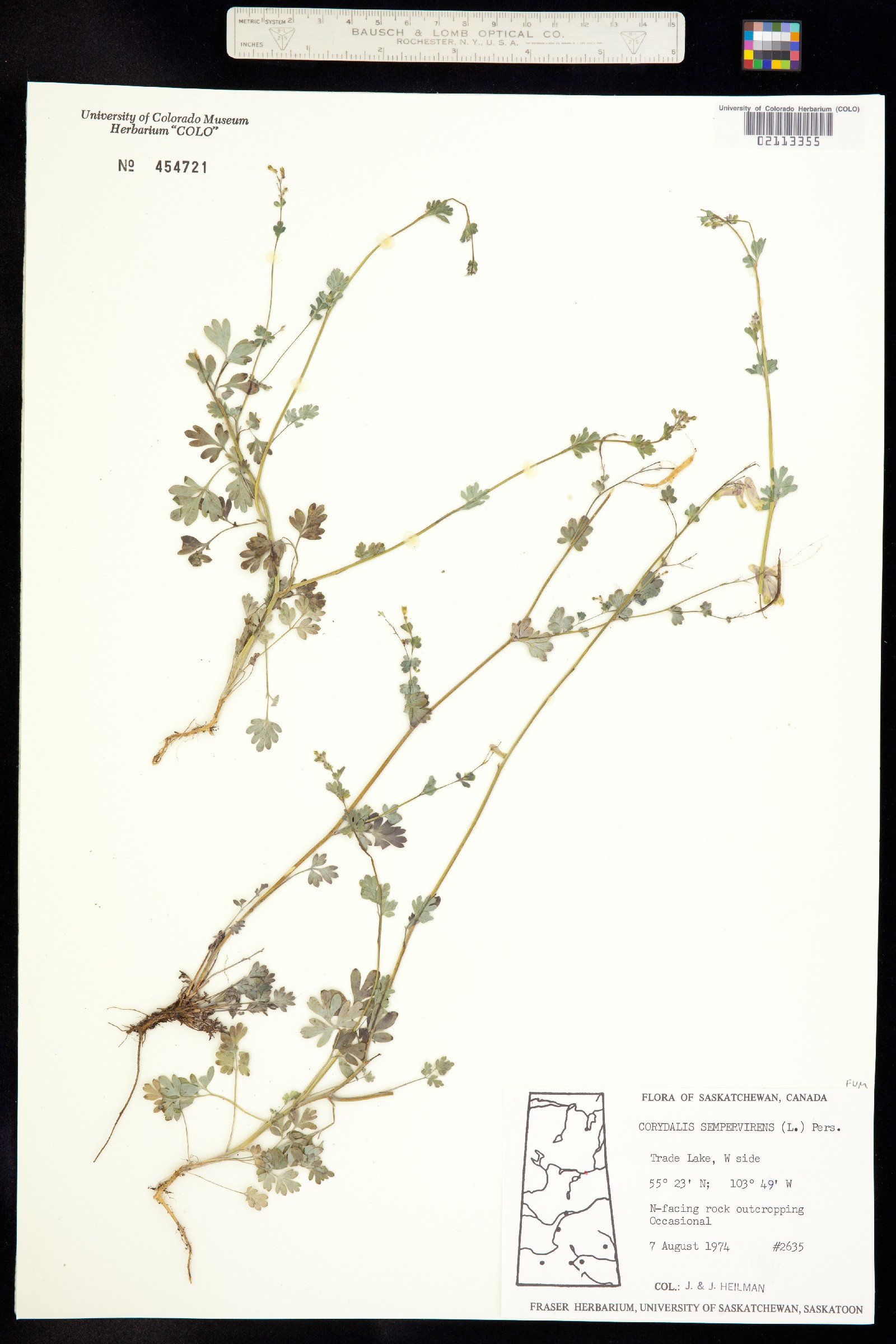 Corydalis sempervirens image