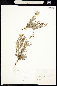 Corydalis campestris image