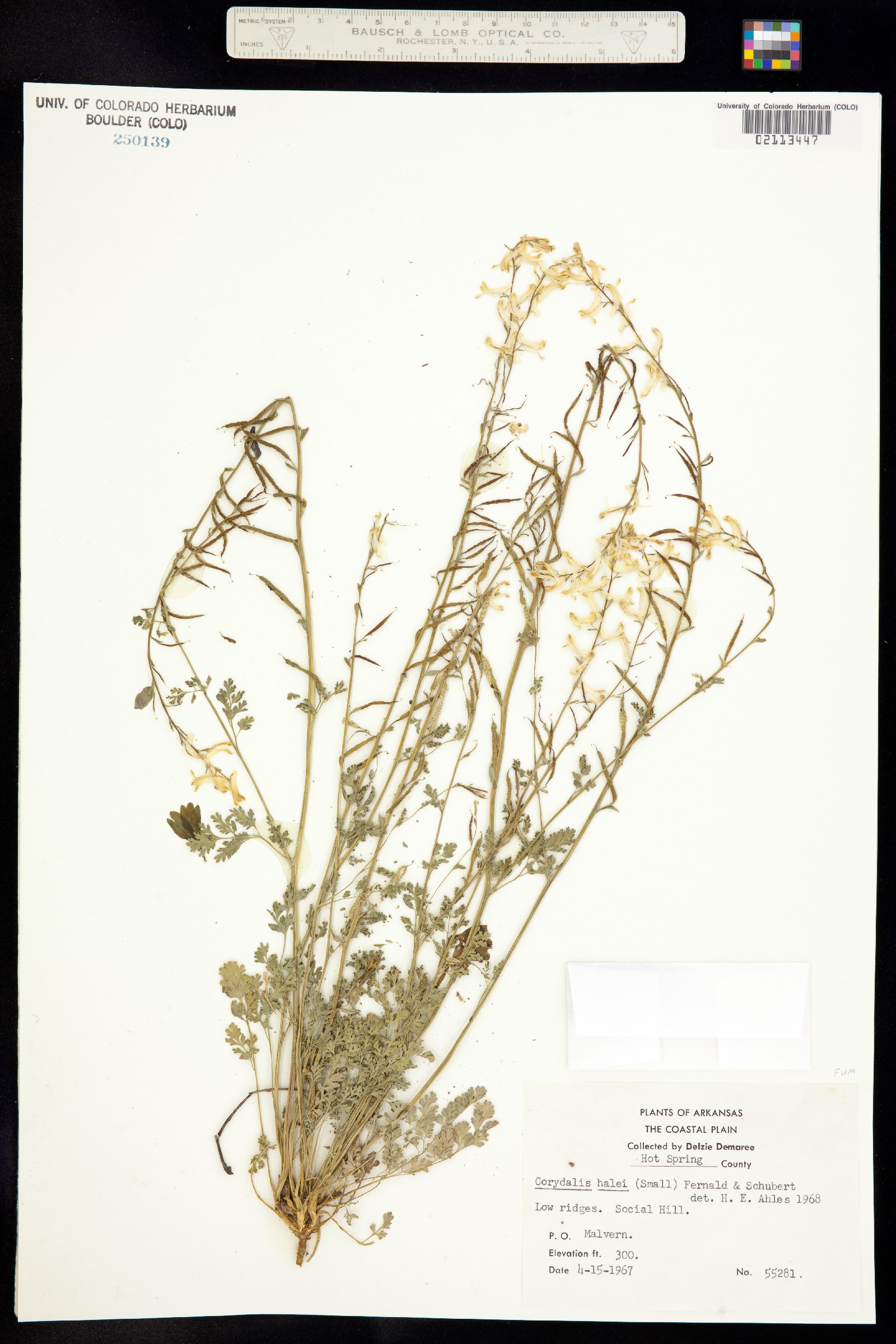 Corydalis micrantha ssp. australis image