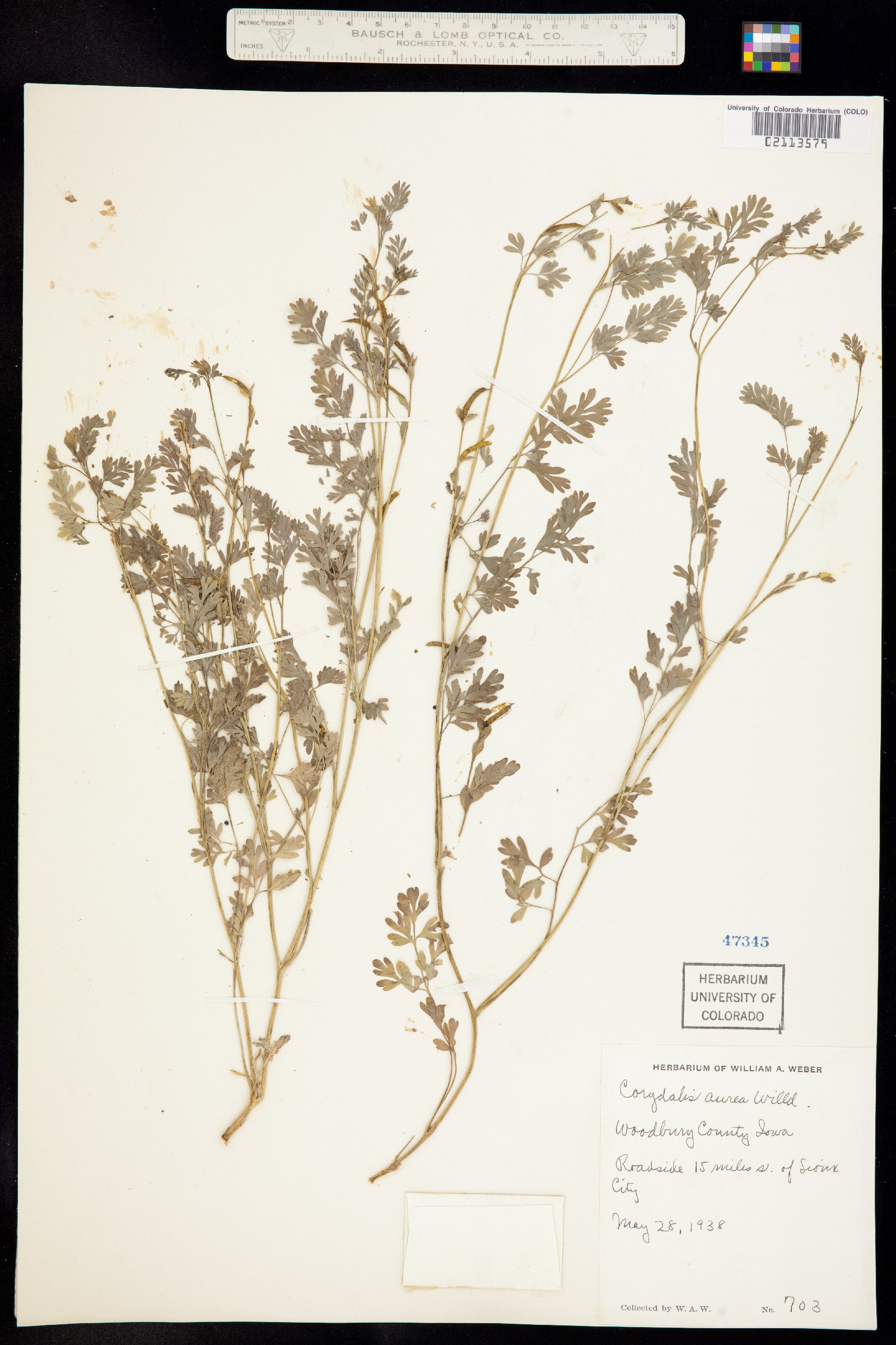 Corydalis micrantha image