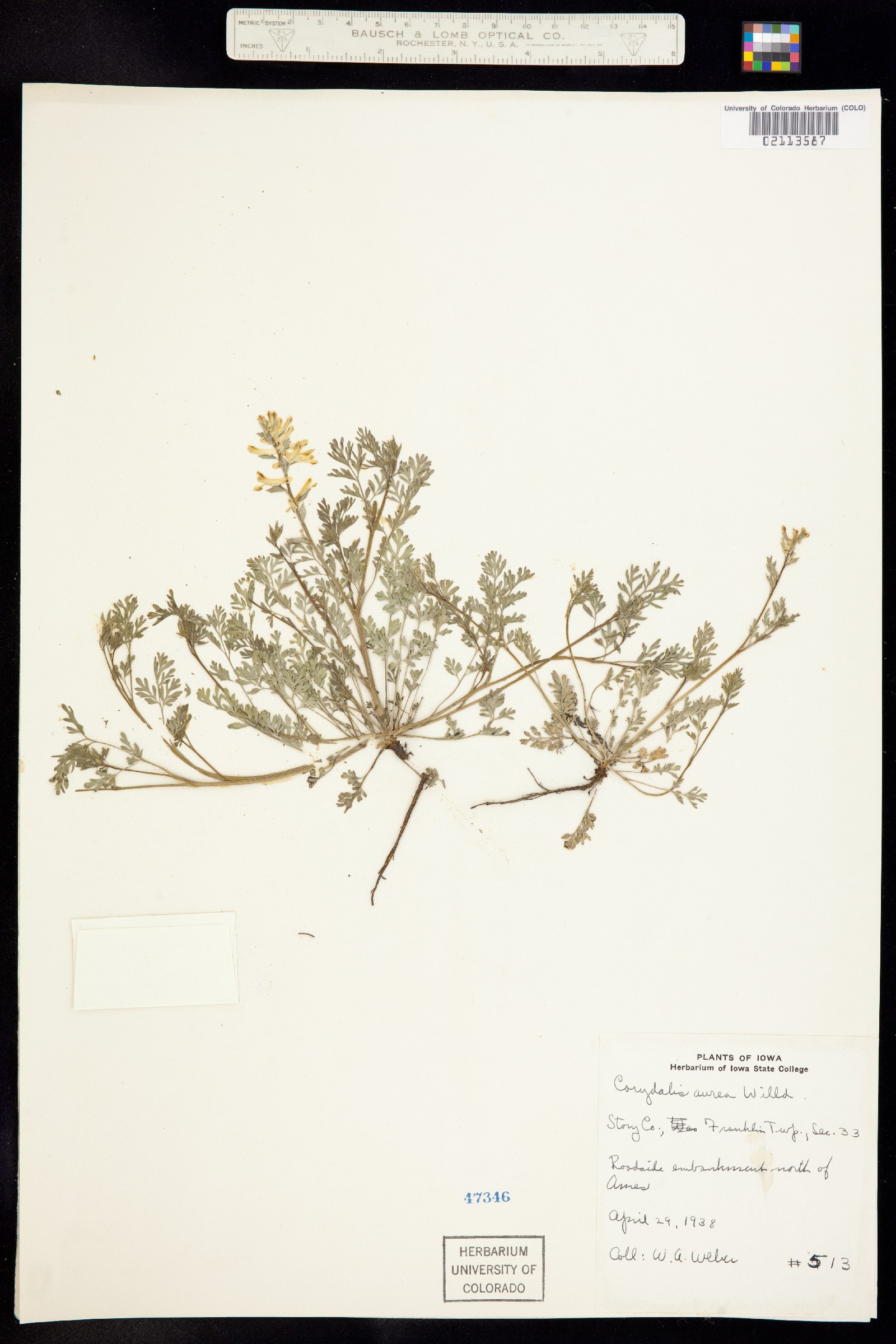 Corydalis micrantha image