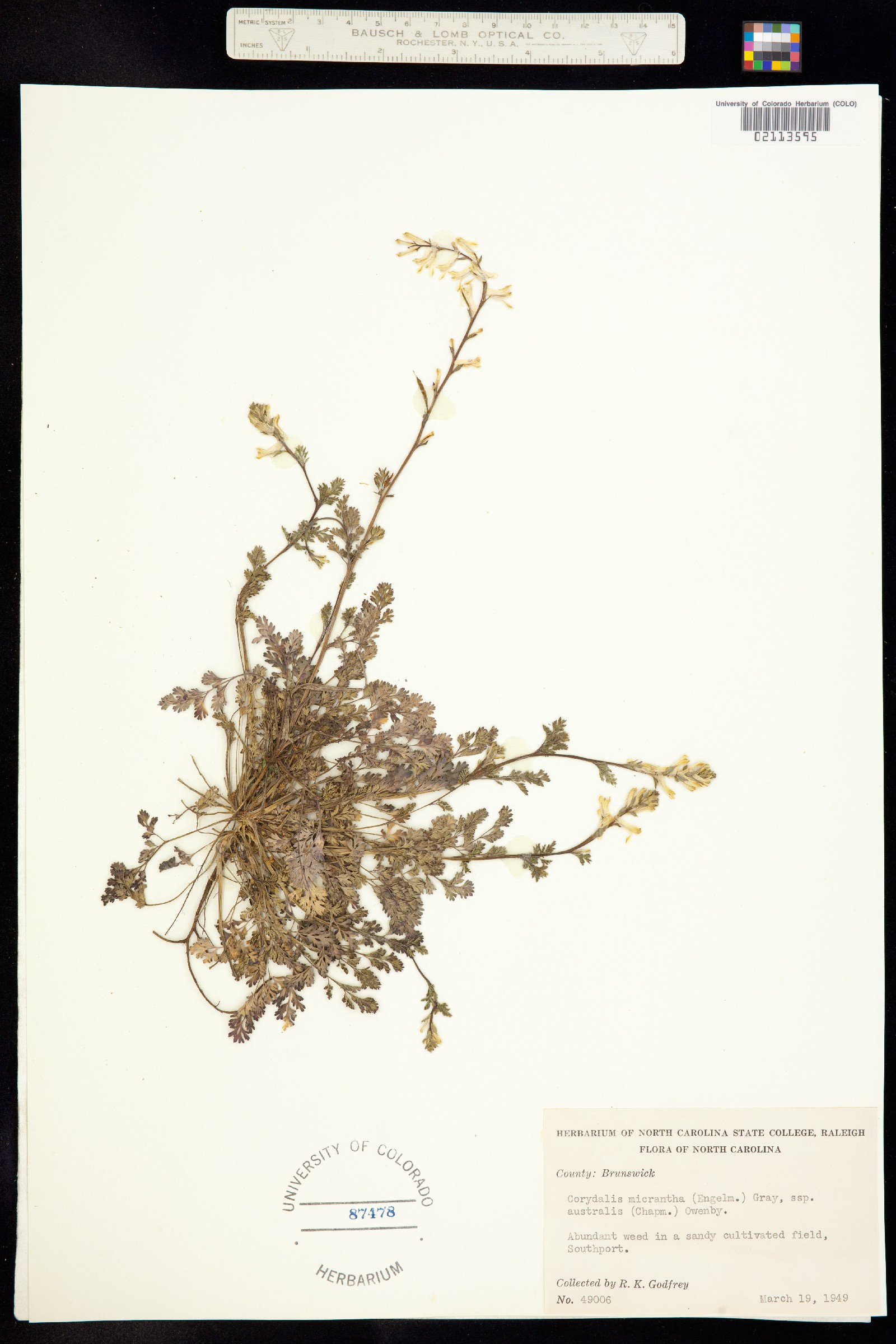 Corydalis micrantha image