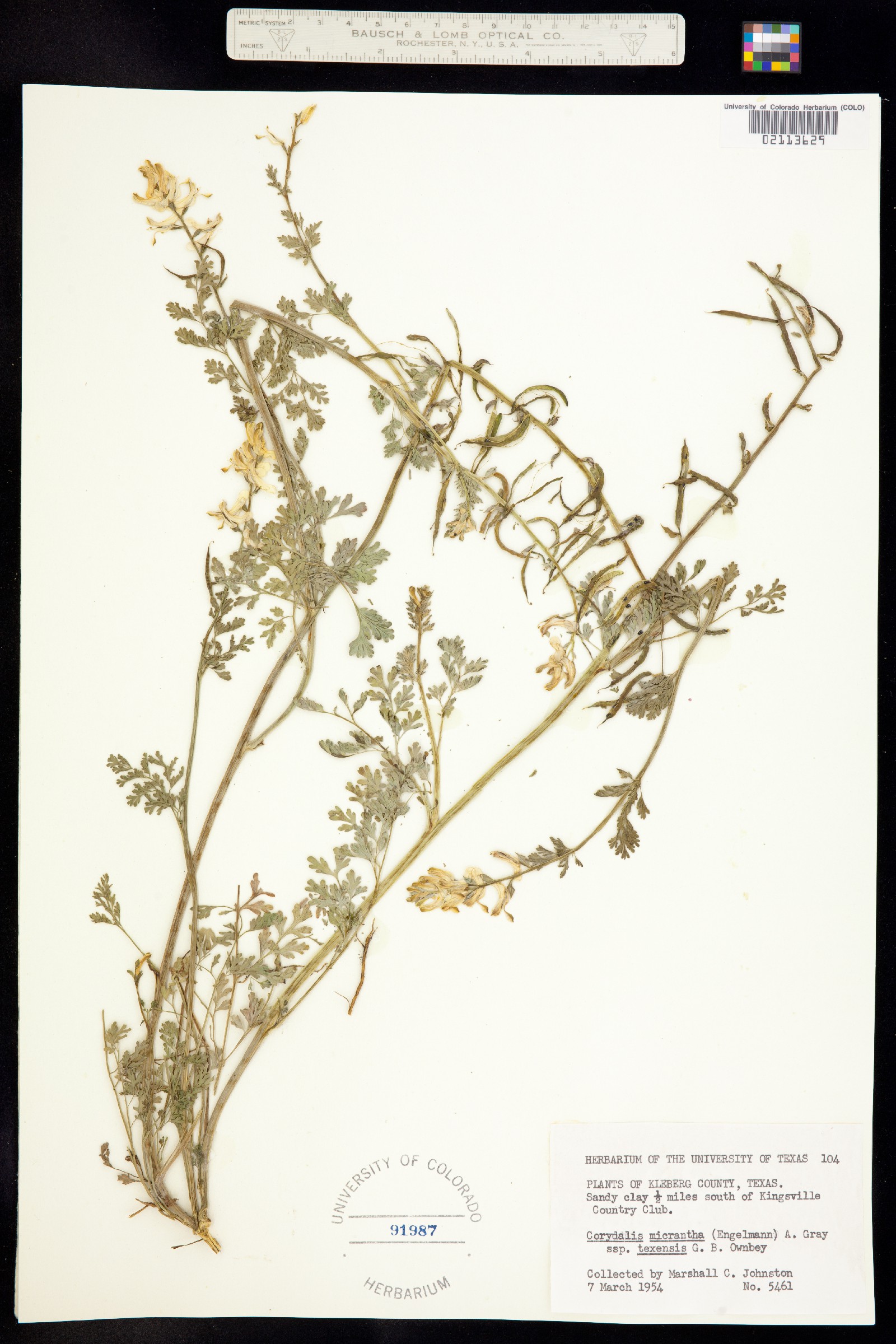 Corydalis micrantha image