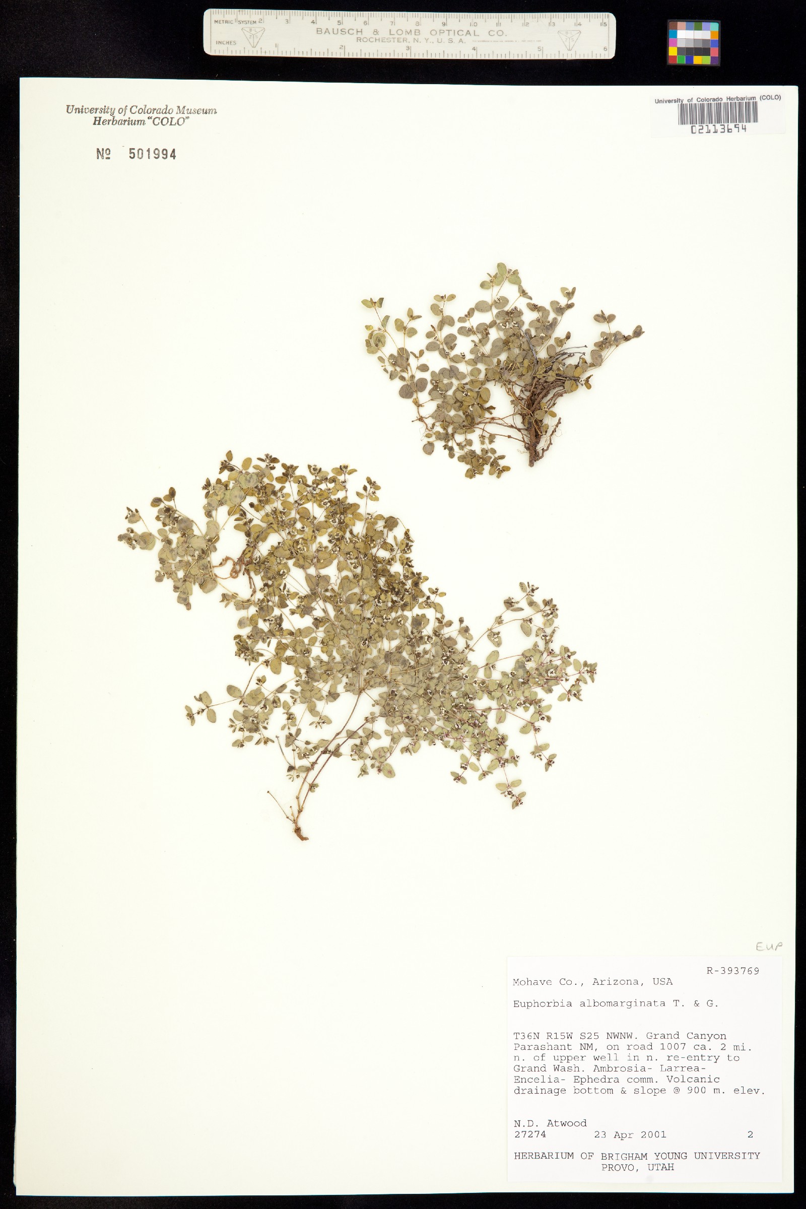 Euphorbia albomarginata image