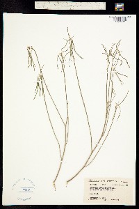 Image of Poinsettia barbellata