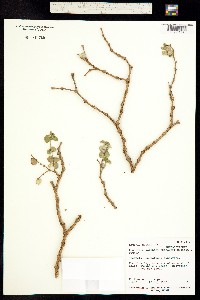 Image of Euphorbia degeneri