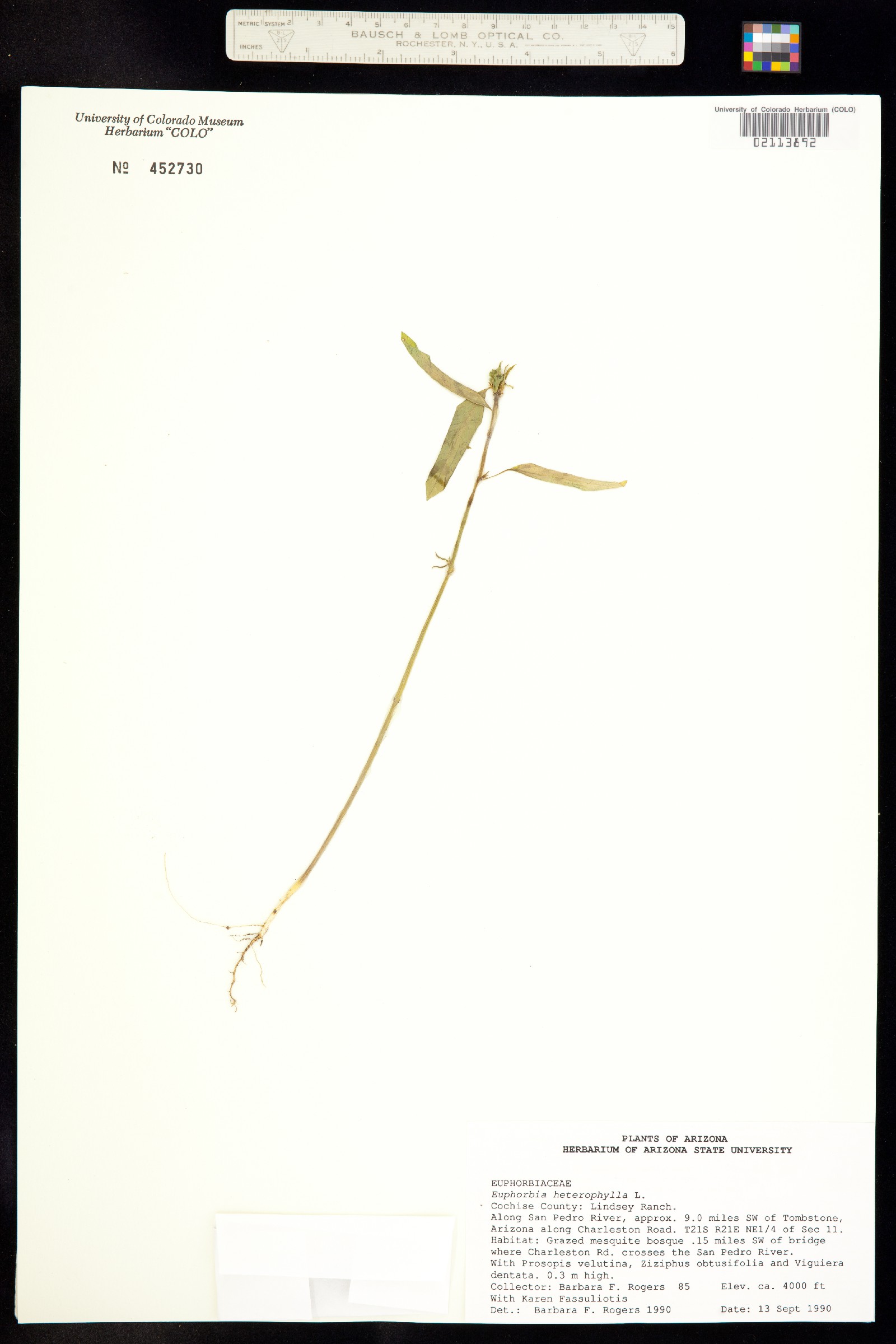 Euphorbia heterophylla image