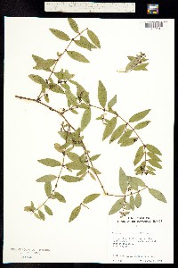 Image of Euphorbia multiformis