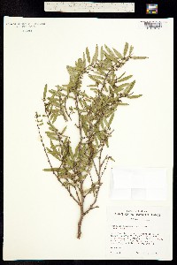 Image of Euphorbia olowaluana