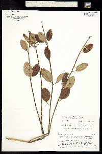 Euphorbia plicata image