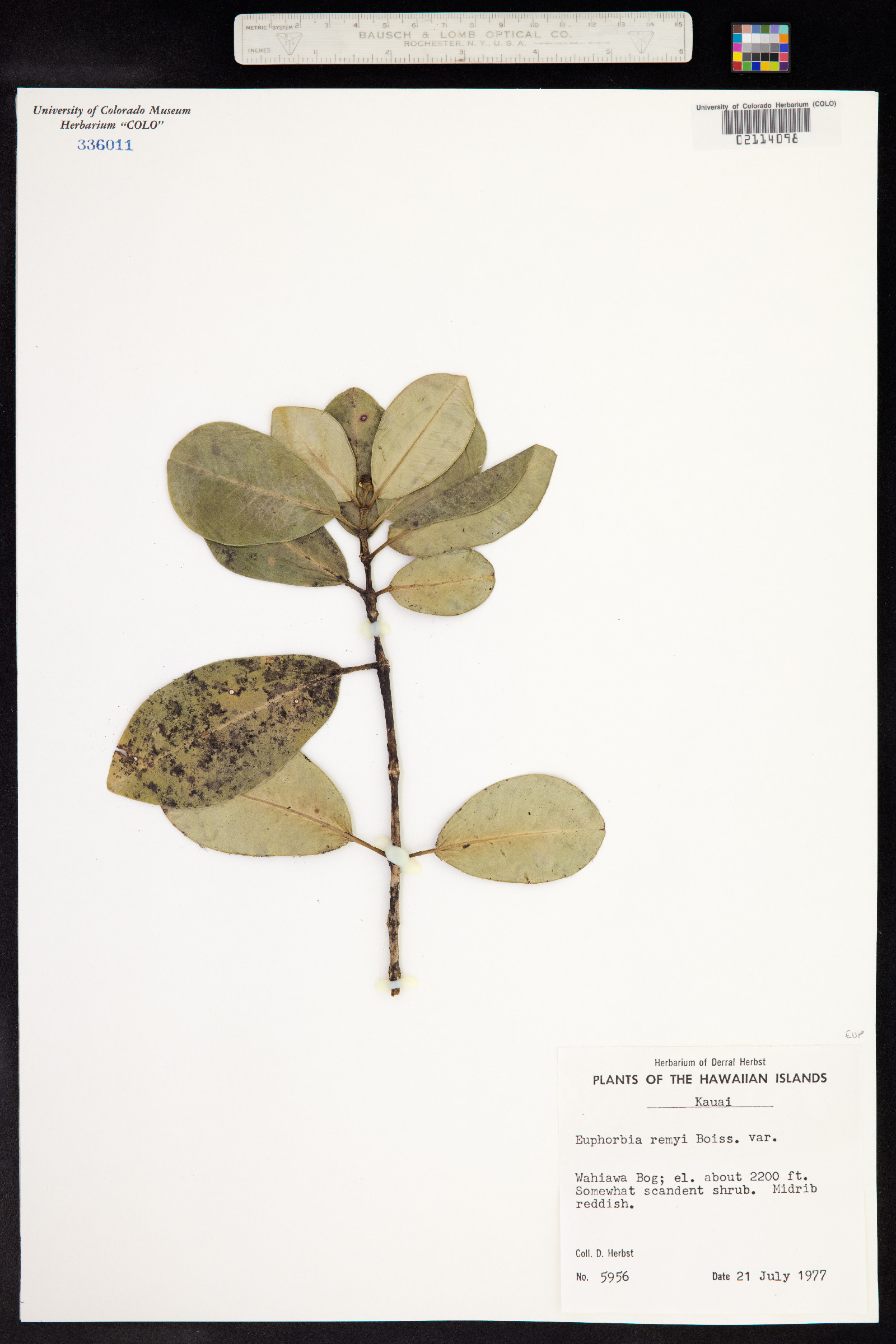 Euphorbia remyi image