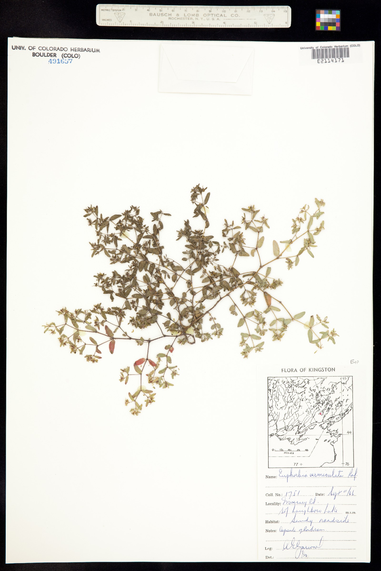 Euphorbia vermiculata image