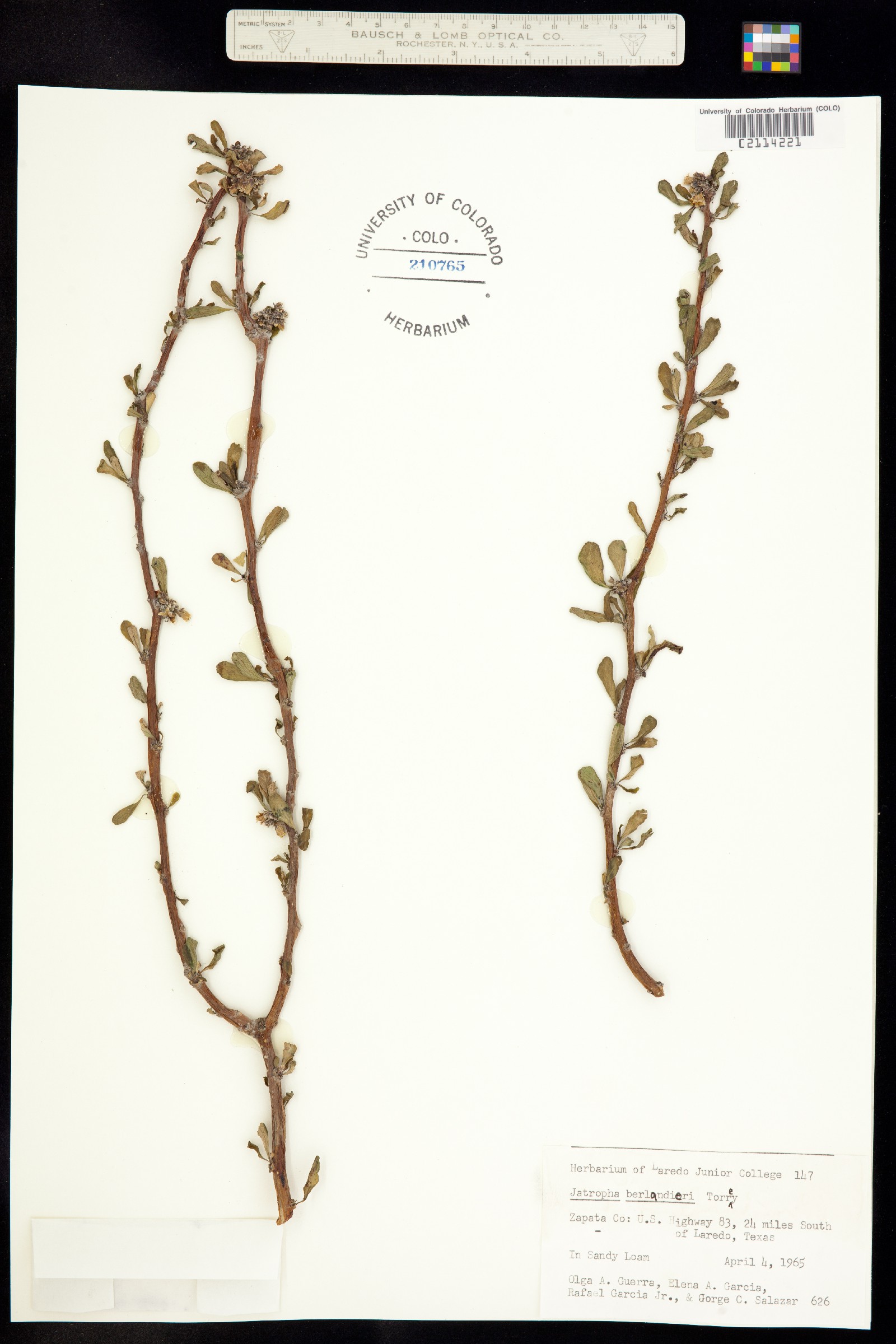 Jatropha dioica image