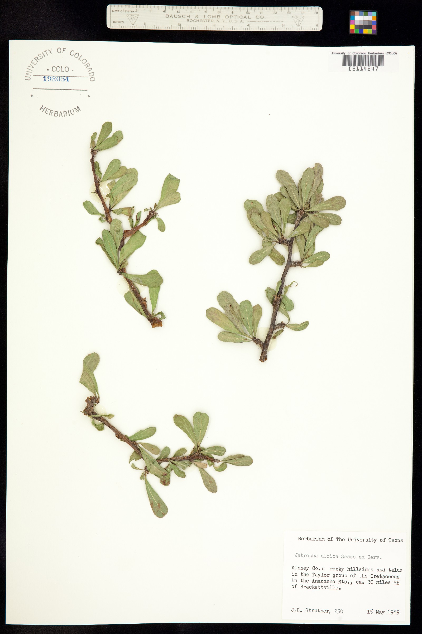 Jatropha dioica image