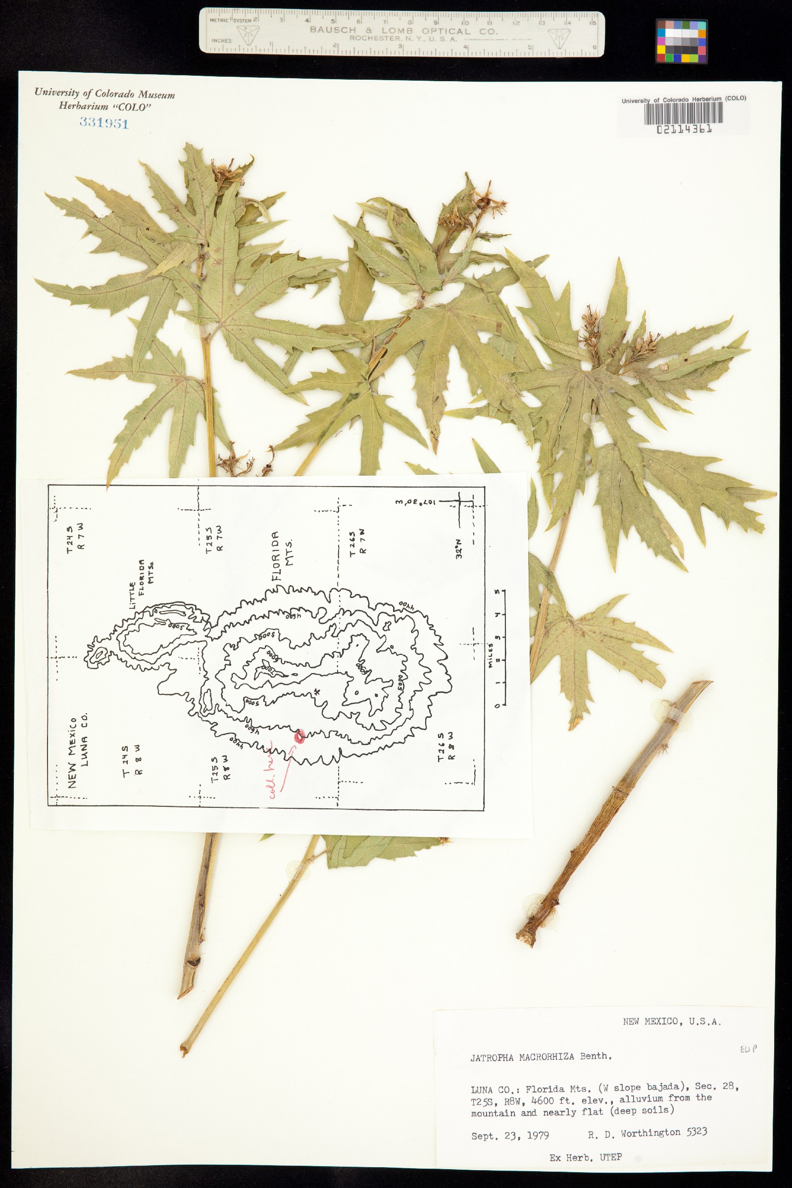 Jatropha macrorhiza image