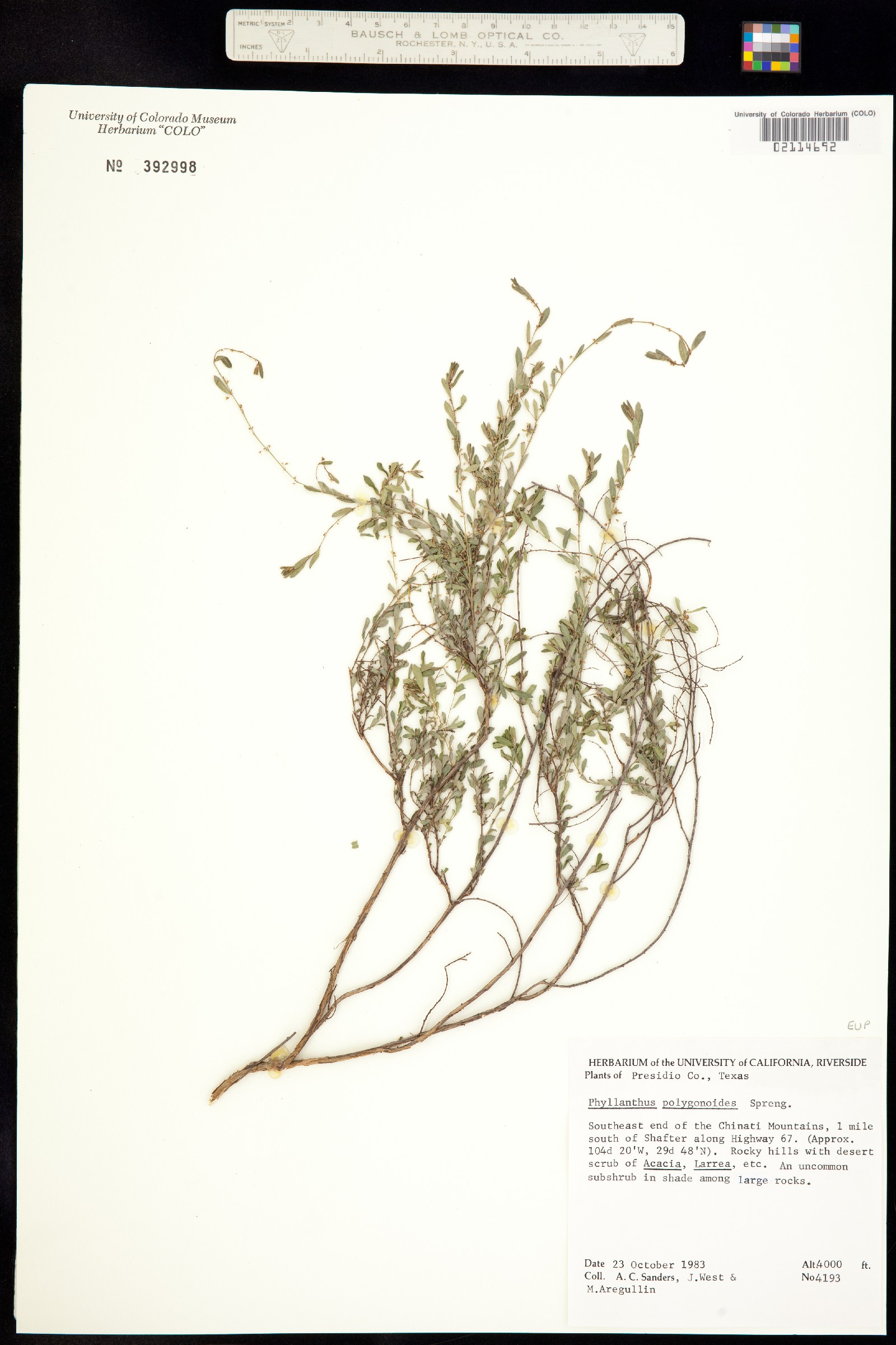 Phyllanthus polygonoides image