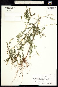 Image of Phyllanthus debilis