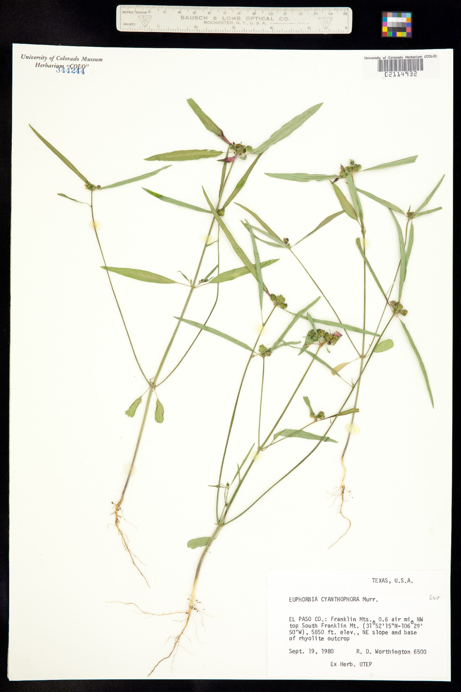 Euphorbia cyathophora image