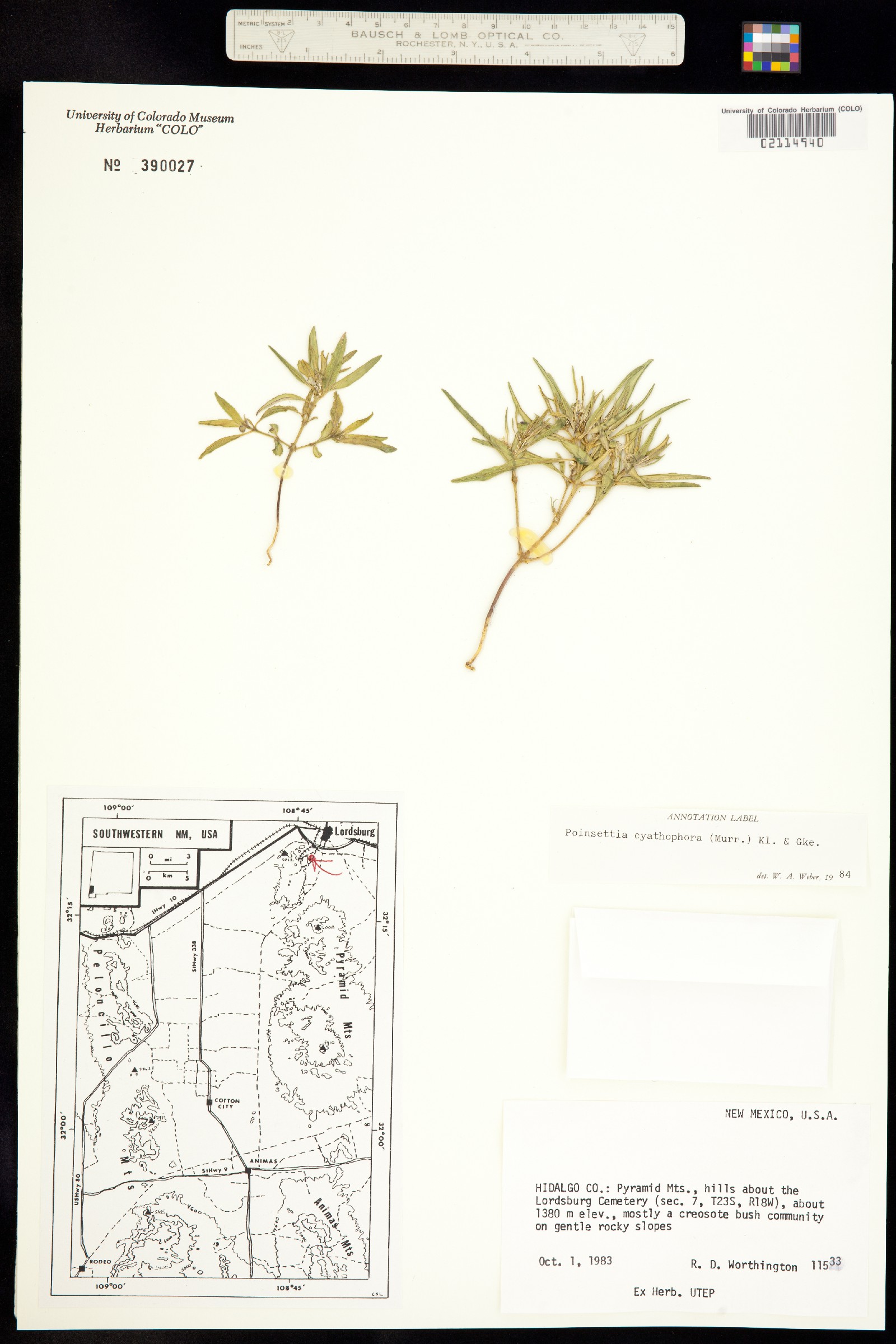 Poinsettia image