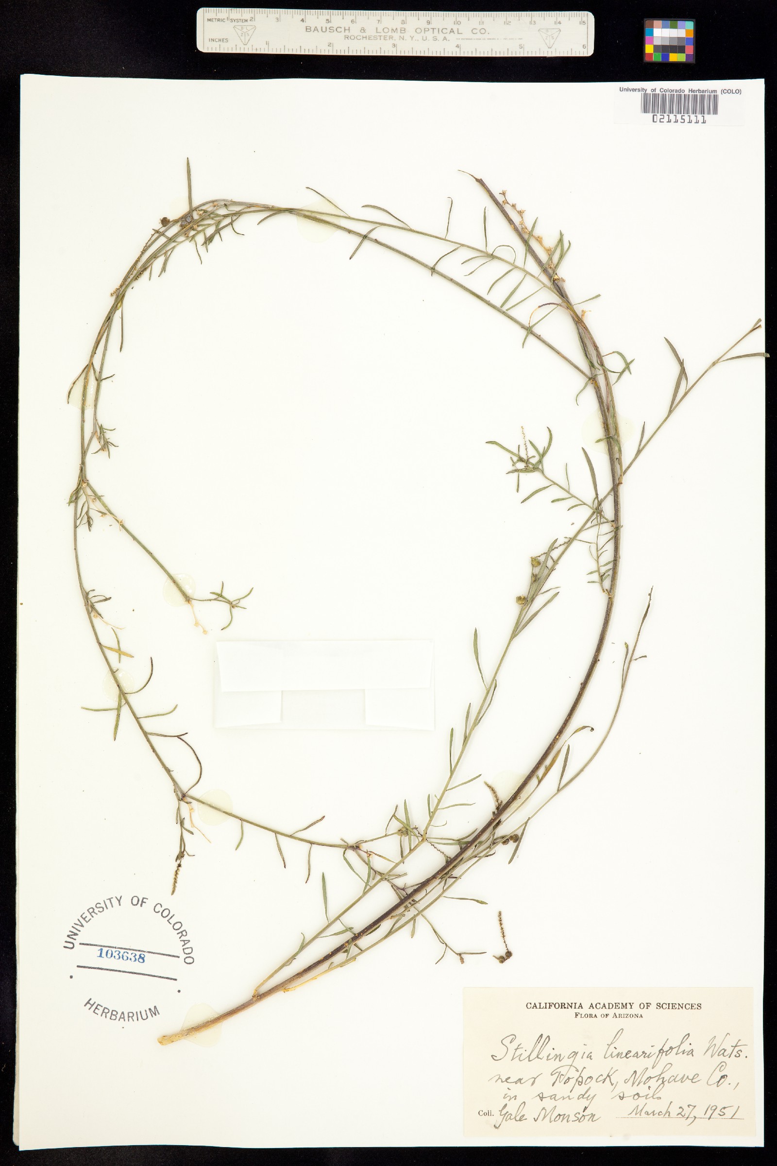 Stillingia linearifolia image