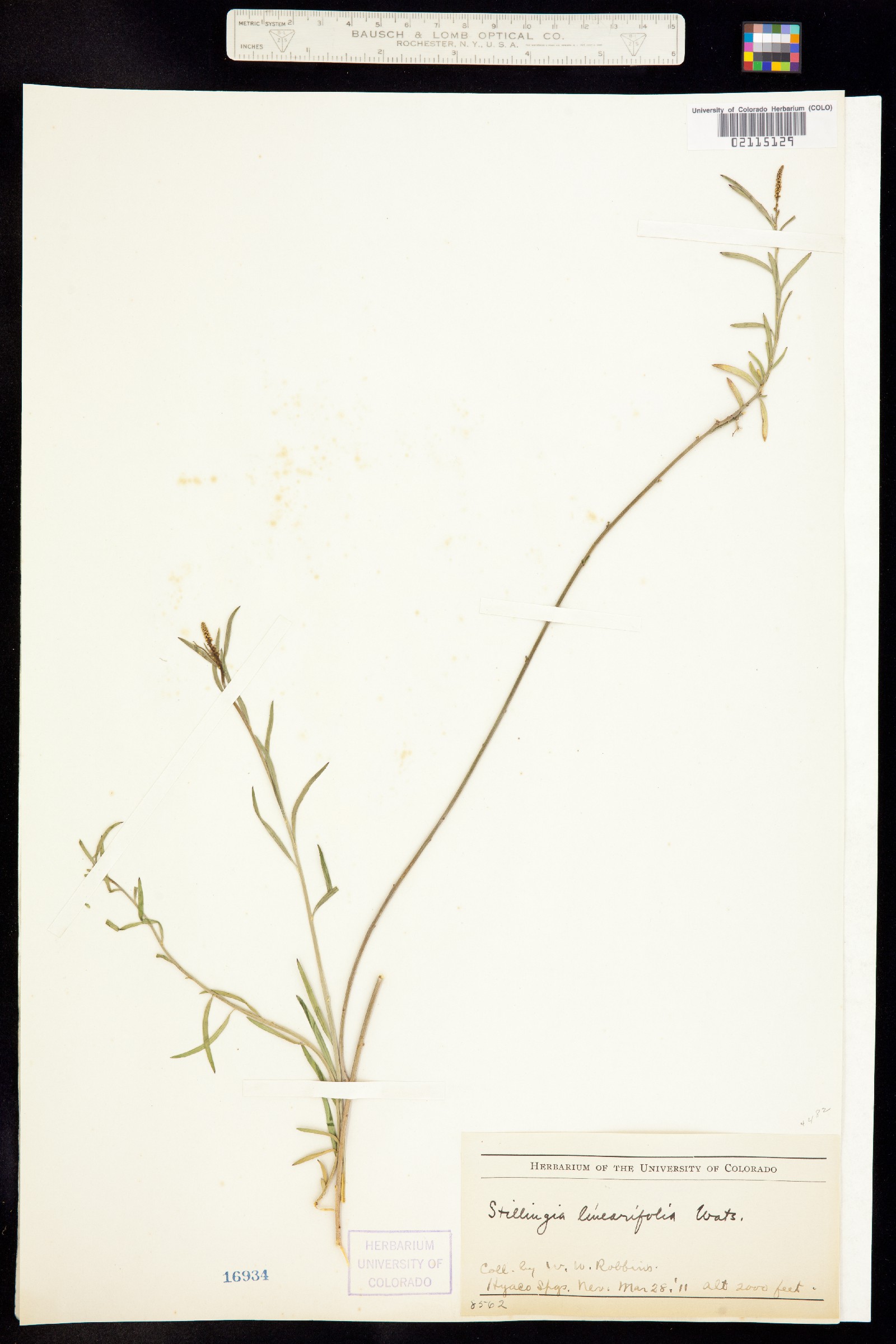 Stillingia linearifolia image