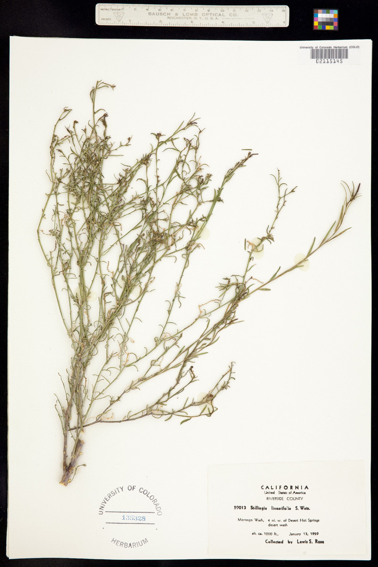 Stillingia linearifolia image